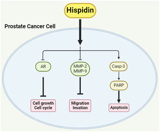 Evaluating the Therapeutic Effect of Hispidin on Prostate