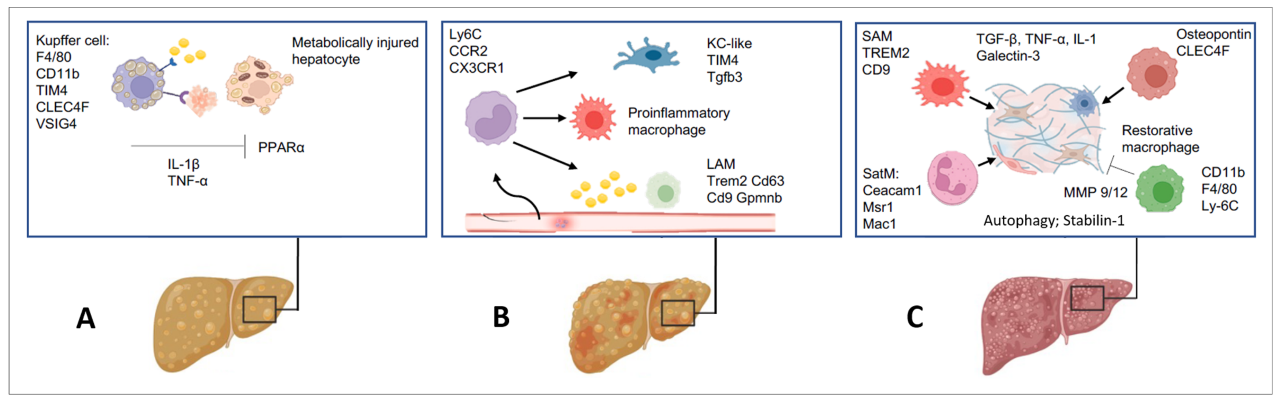 Ijms 25 07873 g003 Ijms 25 07873 g003