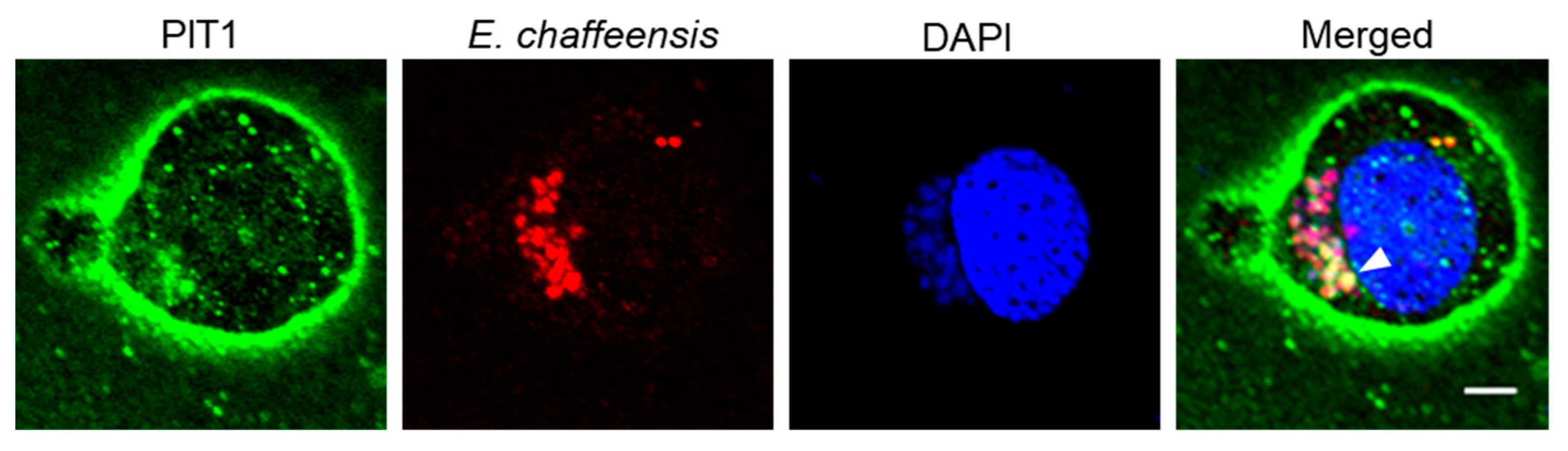 Ijms 25 07895 g003 Ijms 25 07895 g003