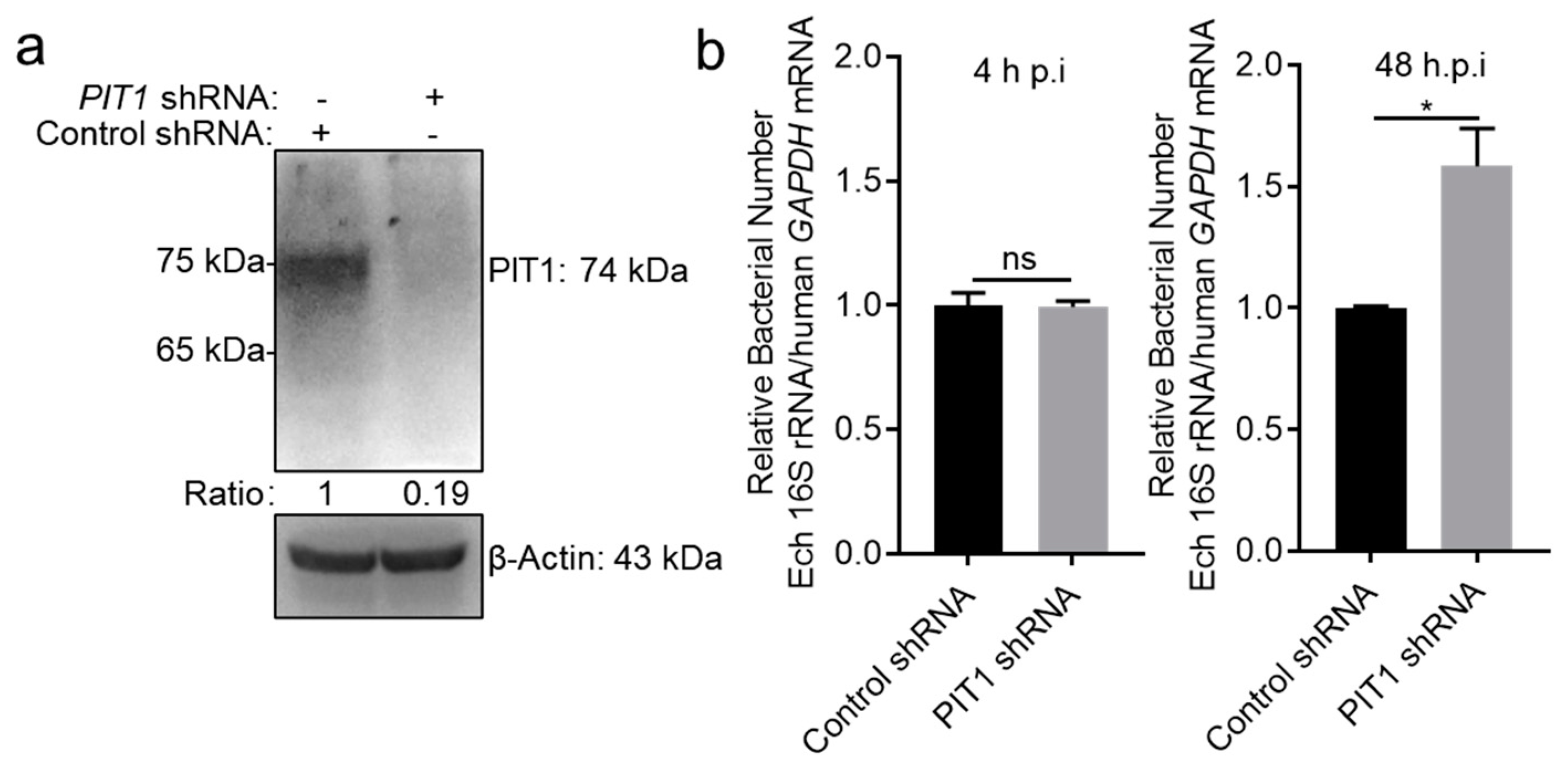 Ijms 25 07895 g004 Ijms 25 07895 g004