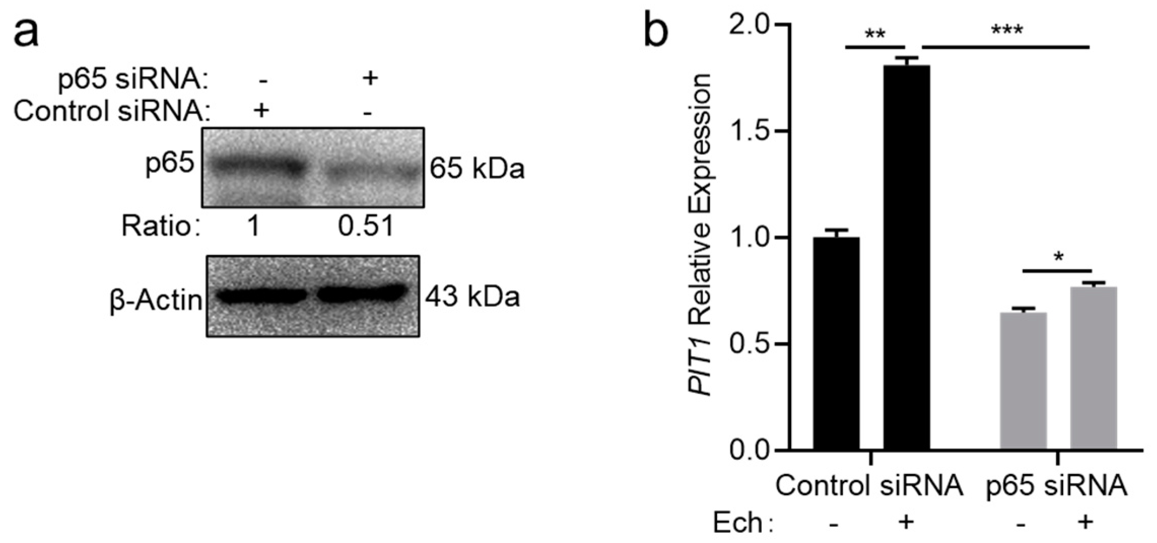 Ijms 25 07895 g005 Ijms 25 07895 g005