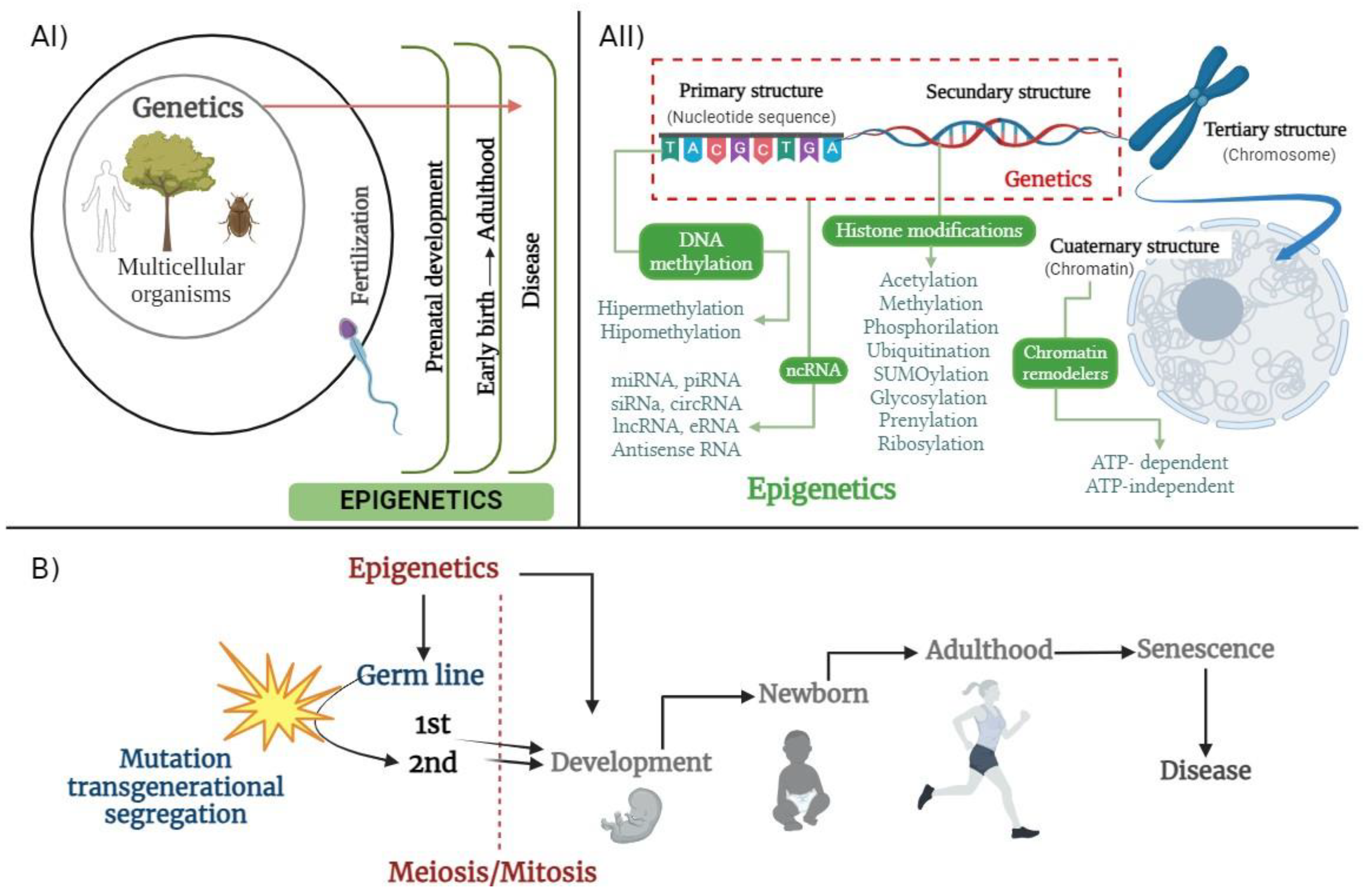 Ijms 25 07927 g001 Ijms 25 07927 g001