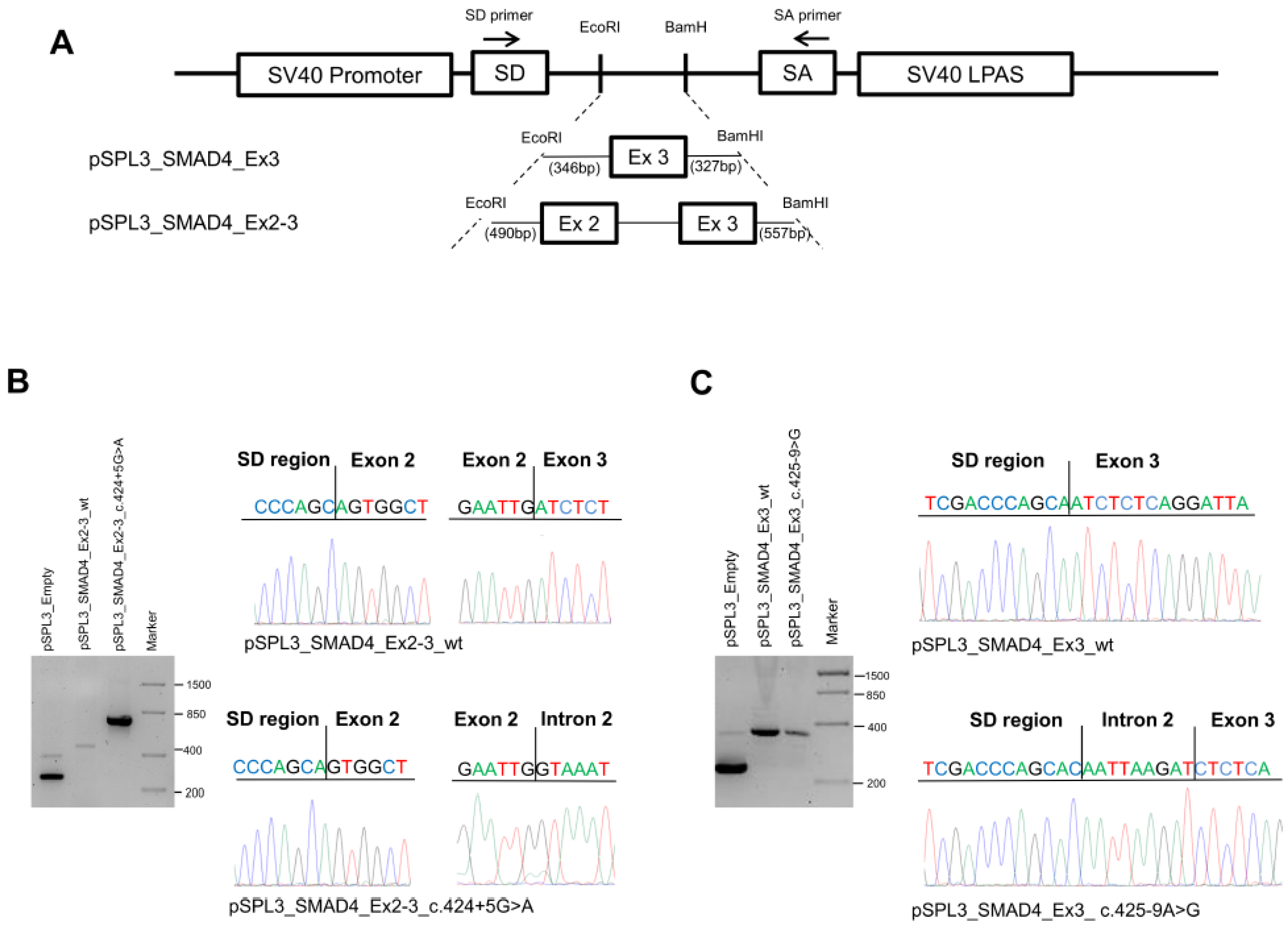 Ijms 25 07939 g003 Ijms 25 07939 g003