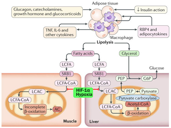 Cellular Senescence and Extracellular Vesicles in the Pathogenesis and ...
