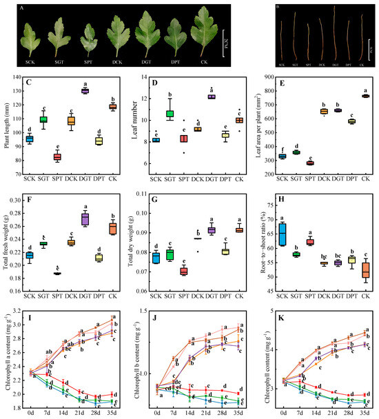 Exogenous GA3 Enhances Nitrogen Uptake and Metabolism under