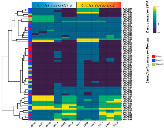 Genome-Wide Identification and Characterization of U-Box
