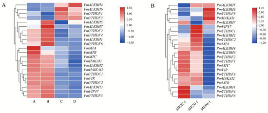 Transcriptome-Wide Identification of m6A Writers, Erasers and Readers ...