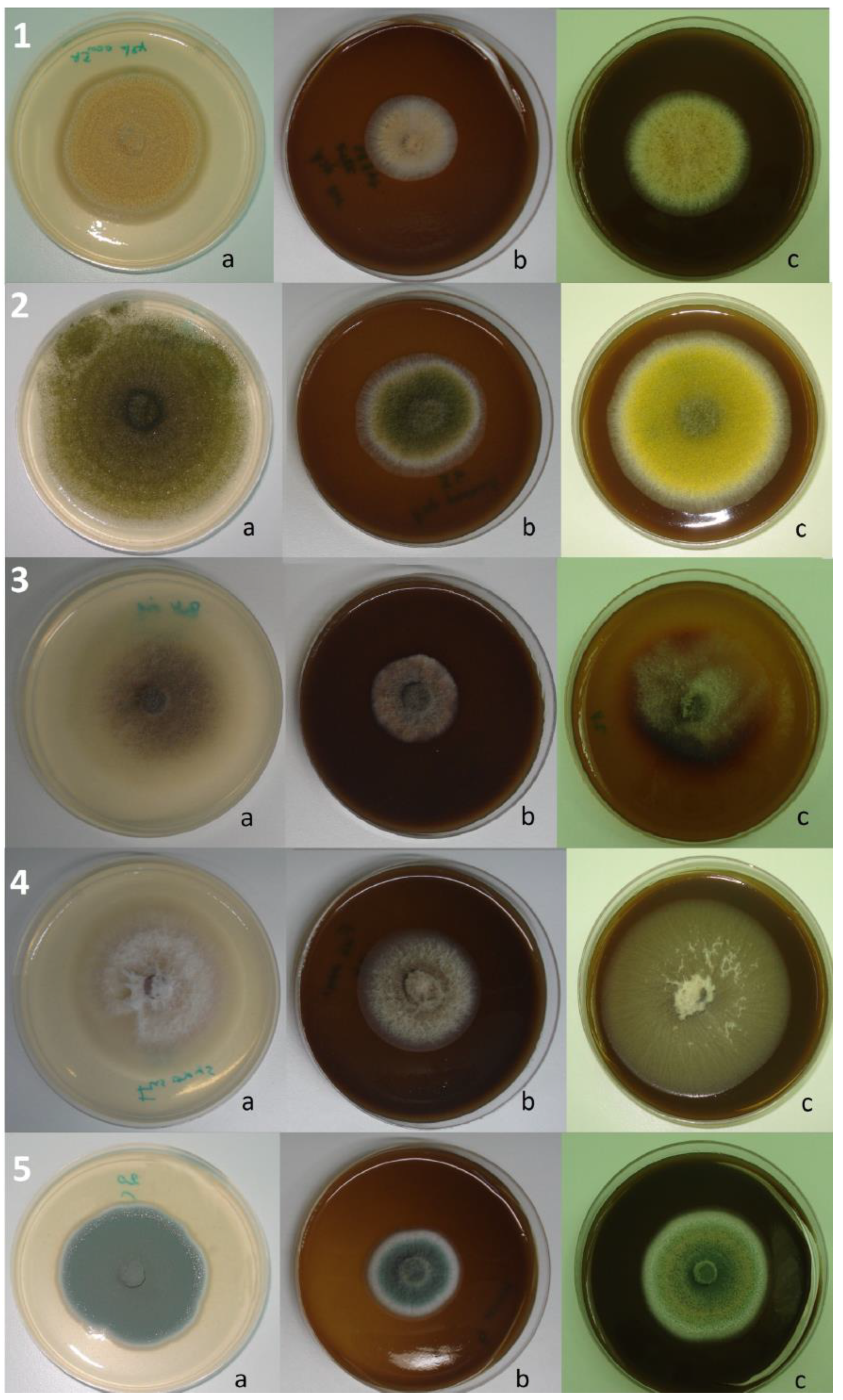 Ijms 25 07989 g002 Ijms 25 07989 g002