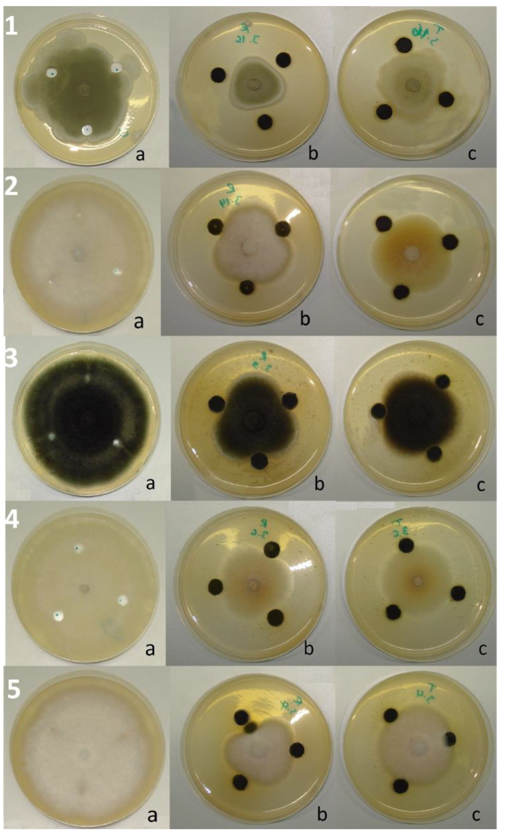 Ijms 25 07989 g003 Ijms 25 07989 g003