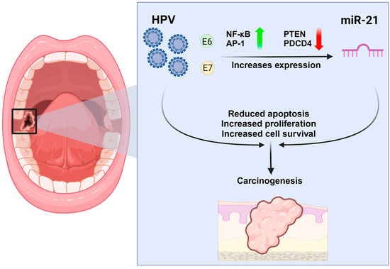 Impact of Human Papillomavirus on microRNA-21 Expression in Oral and ...