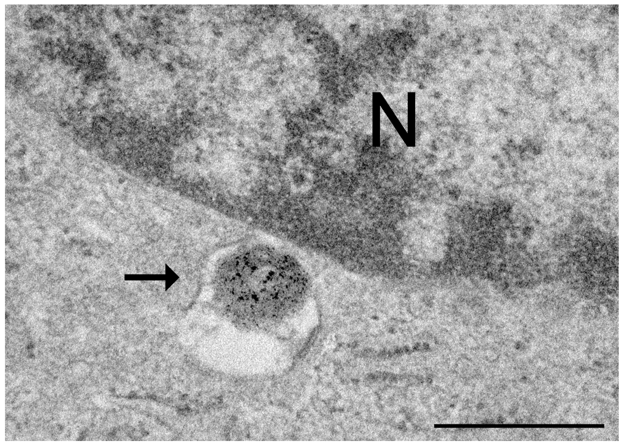 Ijms 25 08041 g002 Ijms 25 08041 g002