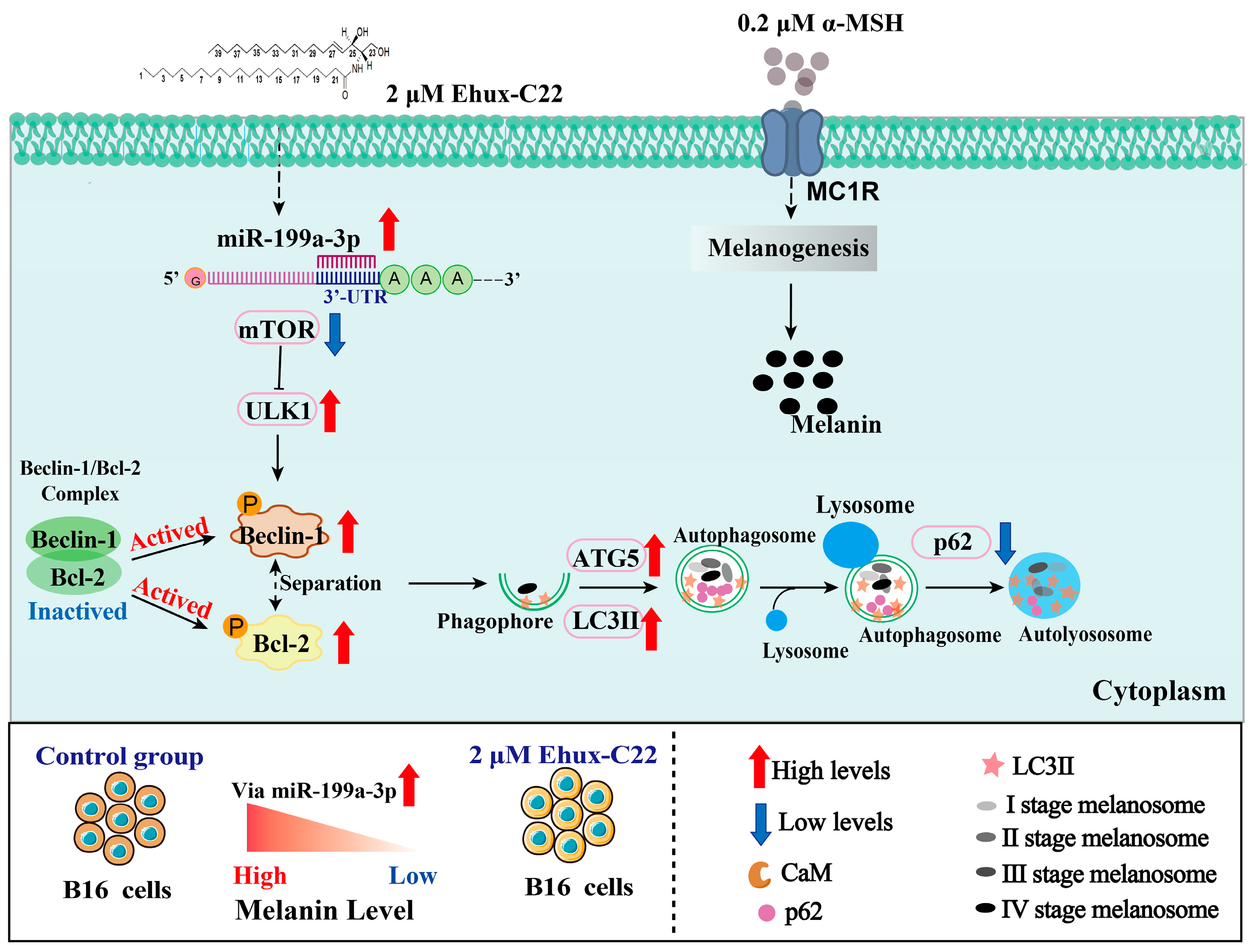 Ceramide Ehux-C22 Targets the miR-199a-3p/mTOR Signaling