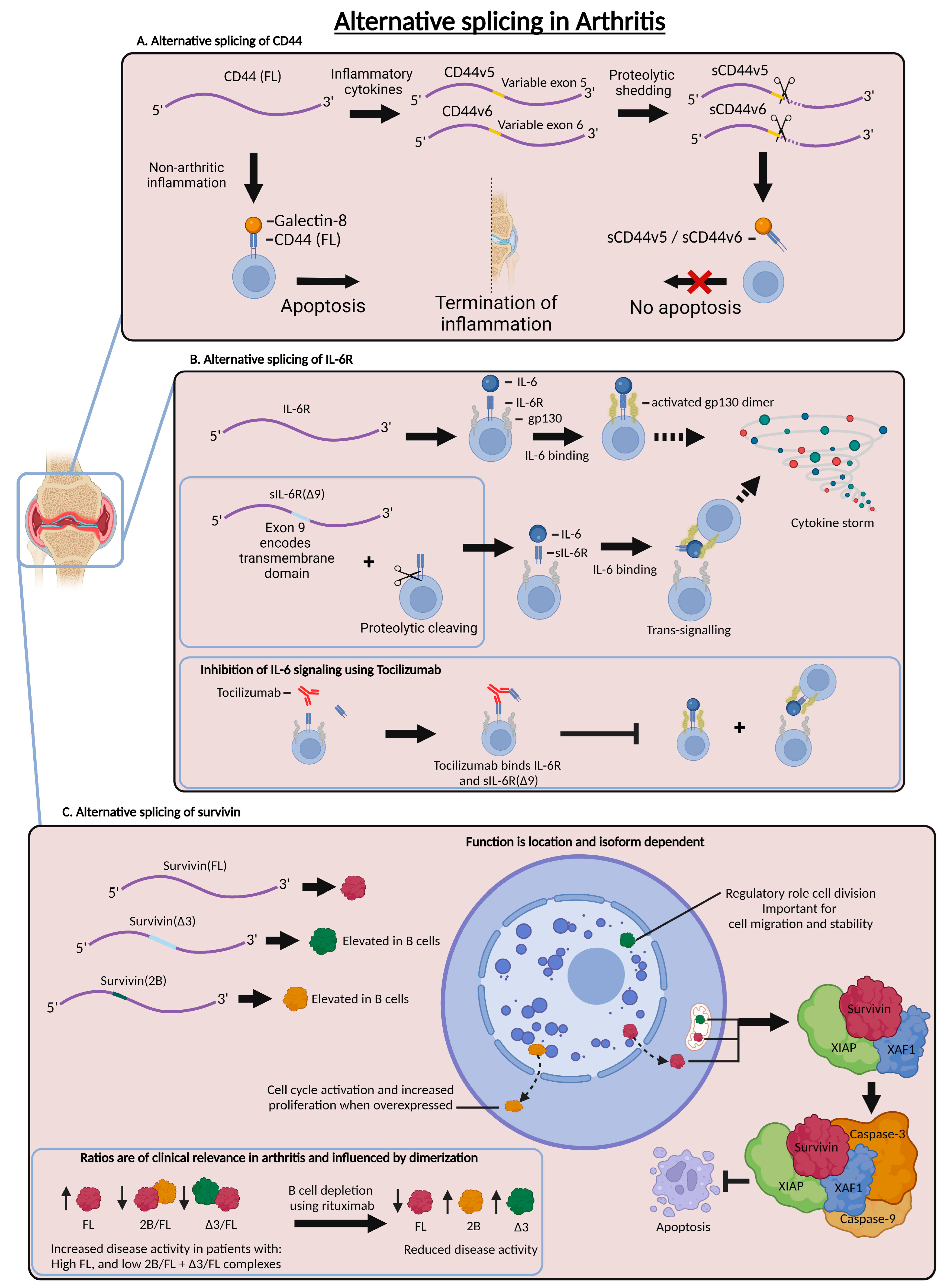 Ijms 25 08123 g003 Ijms 25 08123 g003