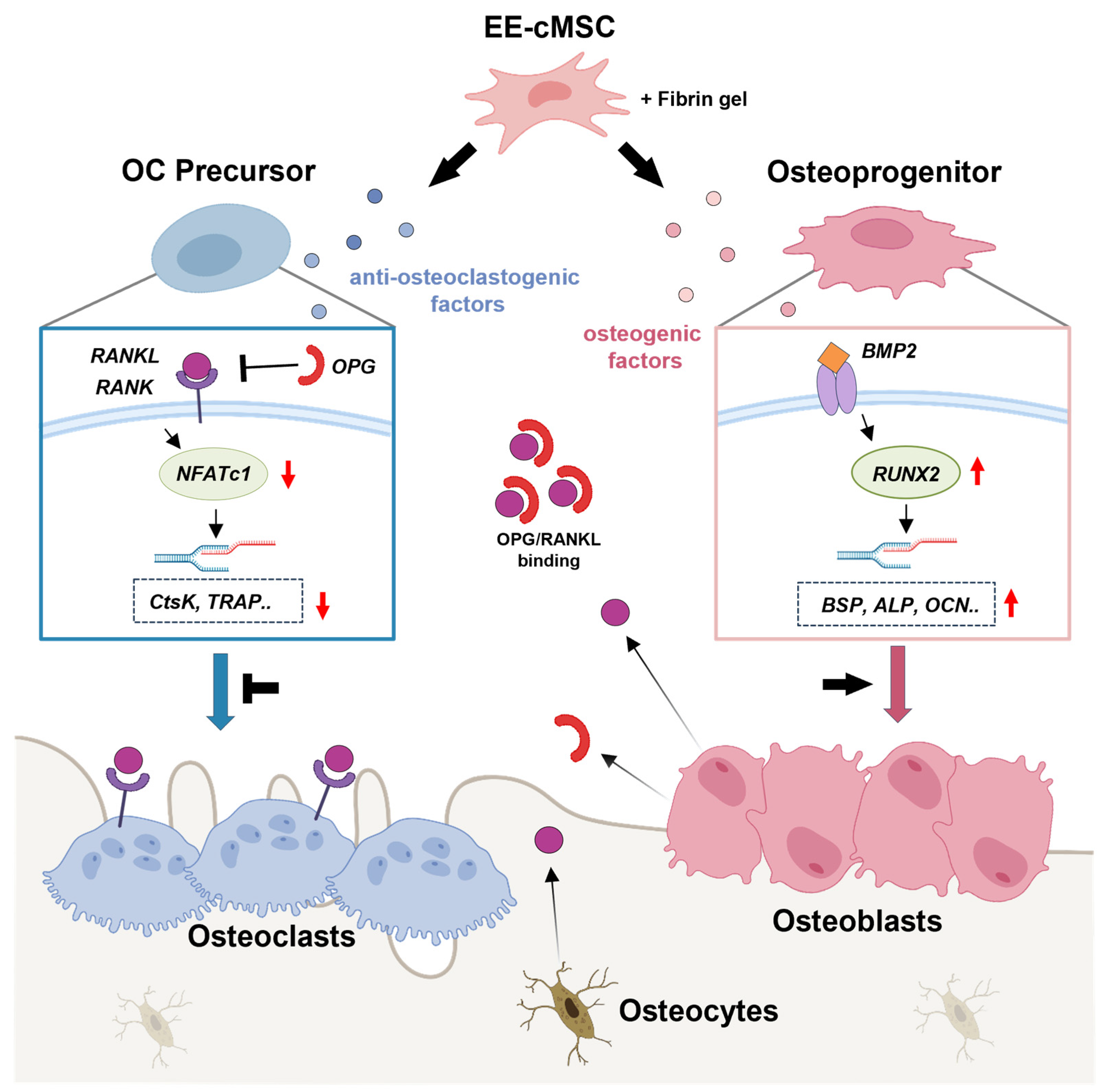 Ijms 25 08174 g007 Ijms 25 08174 g007