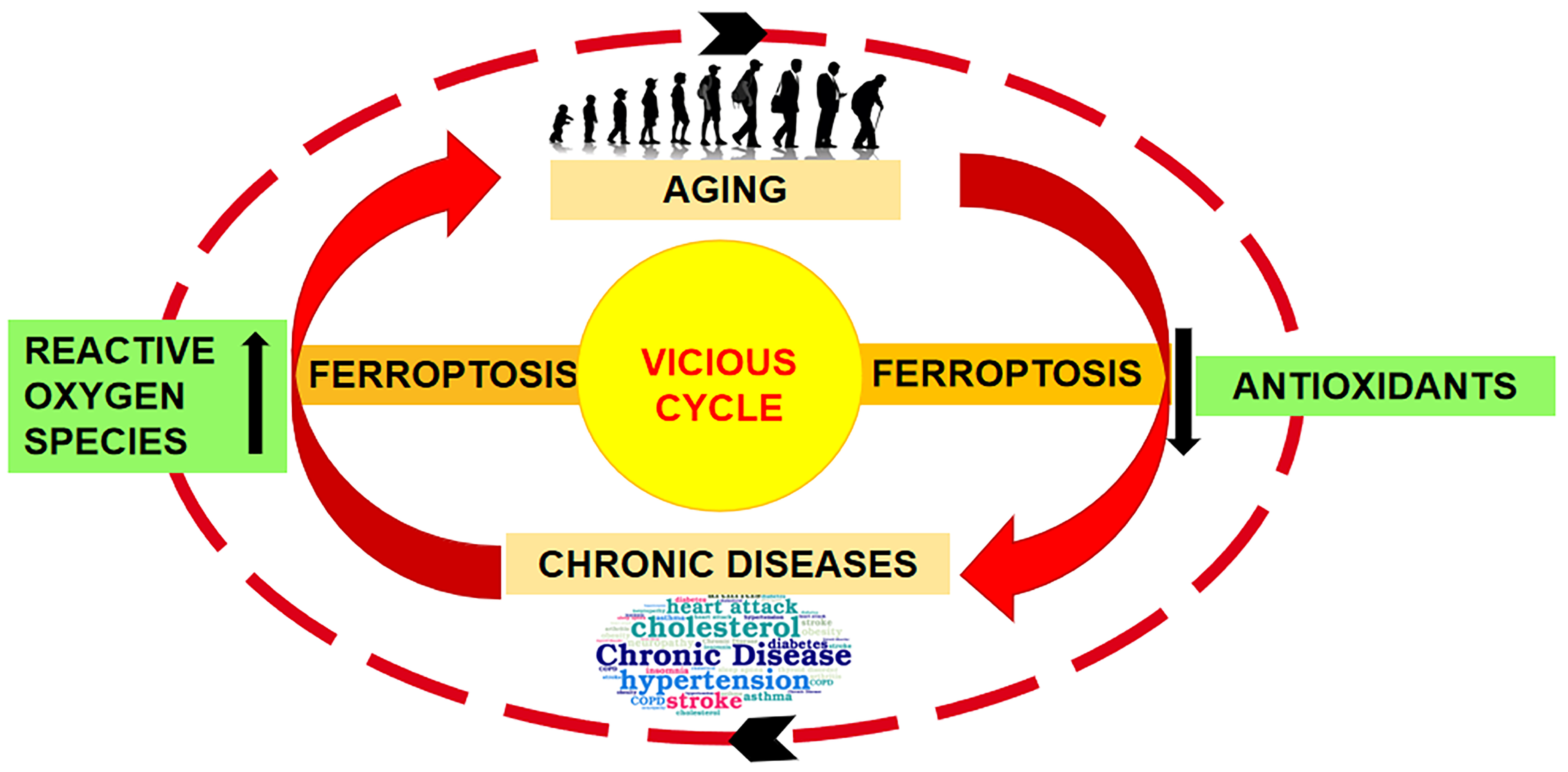 Skin Aging and the Upcoming Role of Ferroptosis in Geroscience