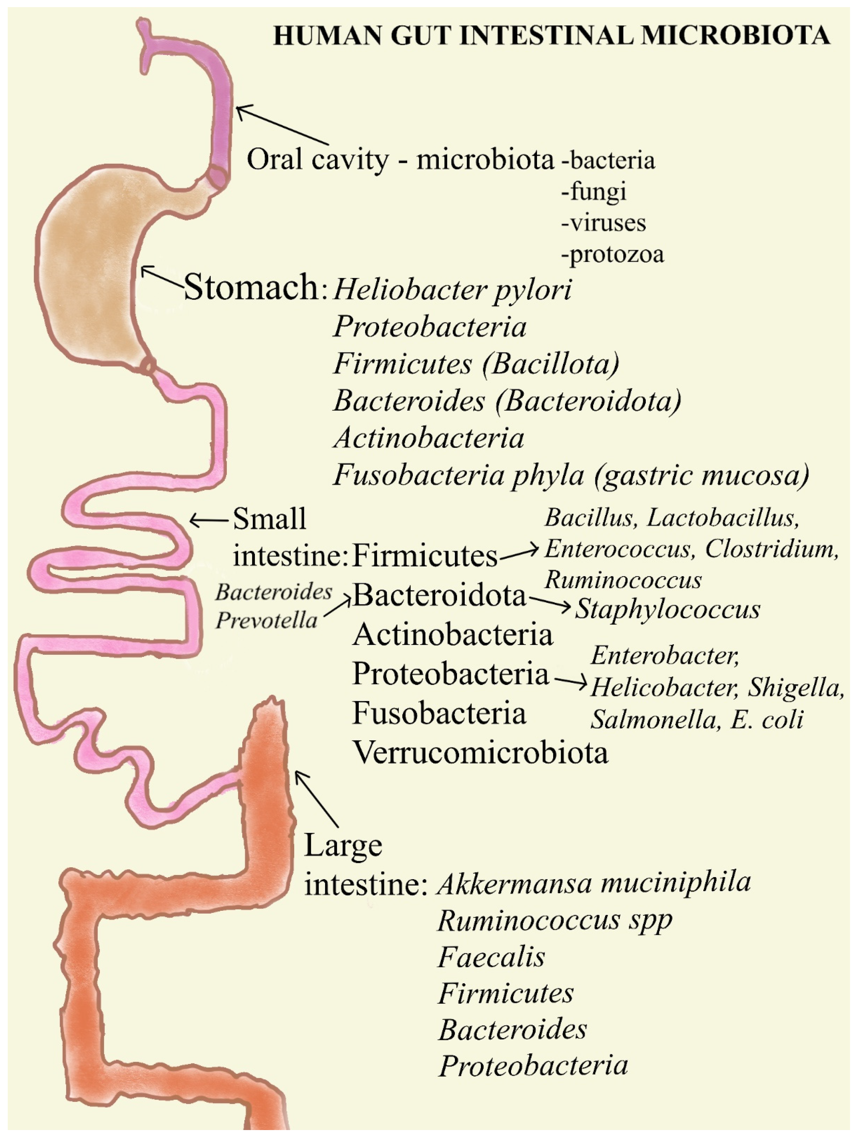 Interactions between Dietary Antioxidants, Dietary Fiber and
