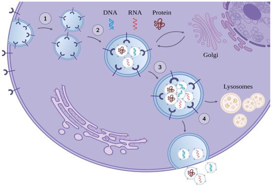 Stress-Related Roles of Exosomes and Exosomal miRNAs in Stress-Related Roles of Exosomes and Exosomal miRNAs in
