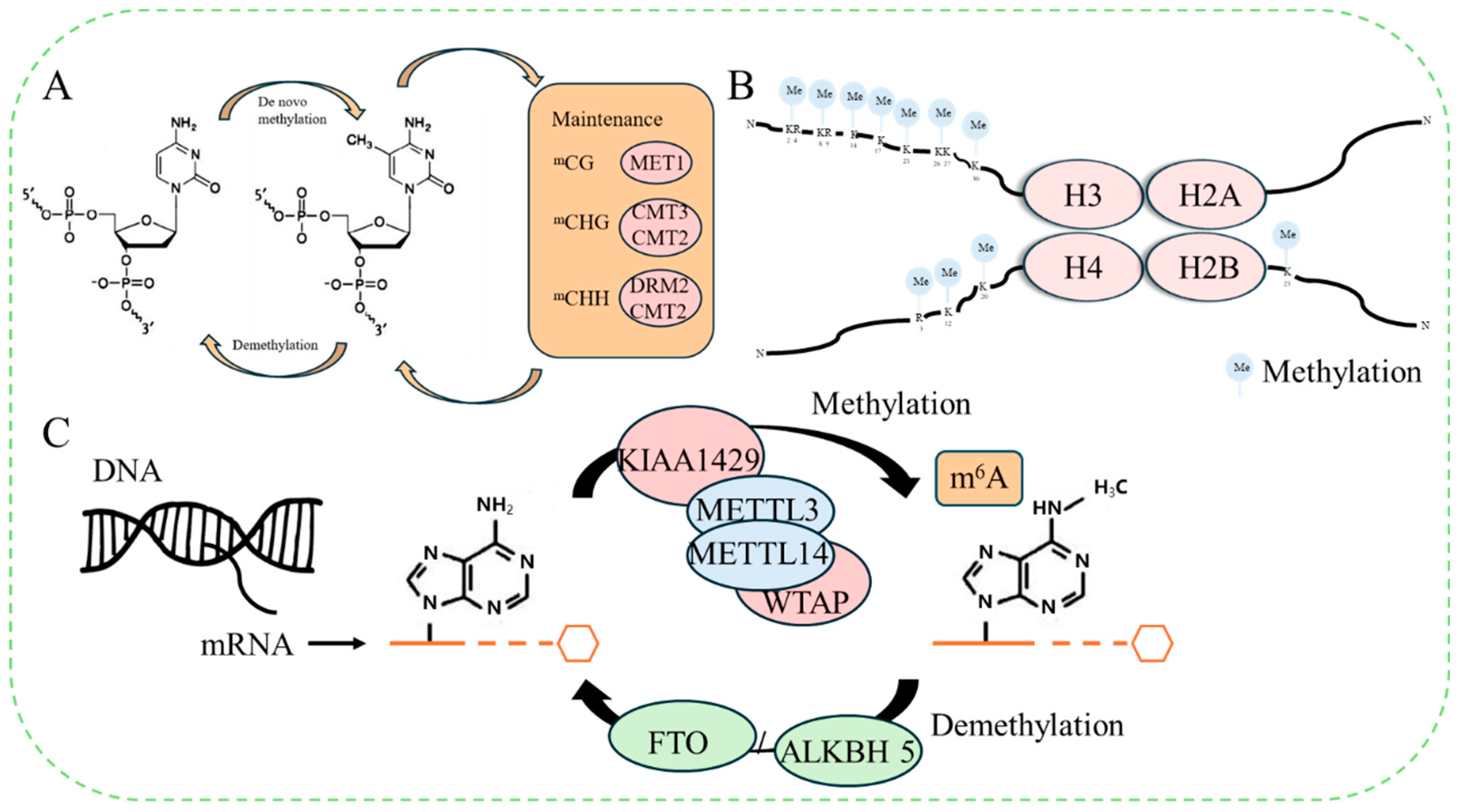 Ijms 25 08267 g001 Ijms 25 08267 g001