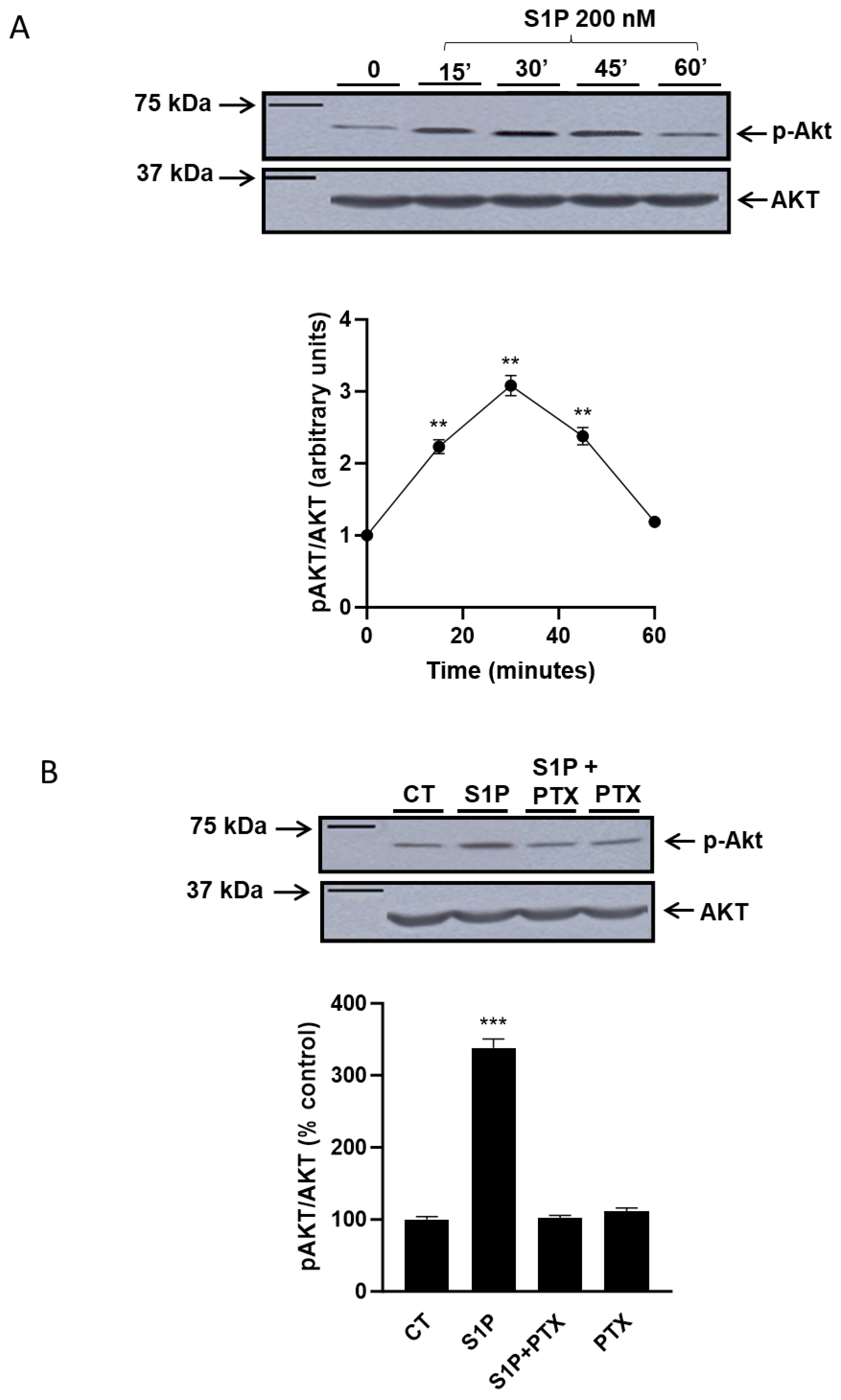 Ijms 25 08270 g001 Ijms 25 08270 g001