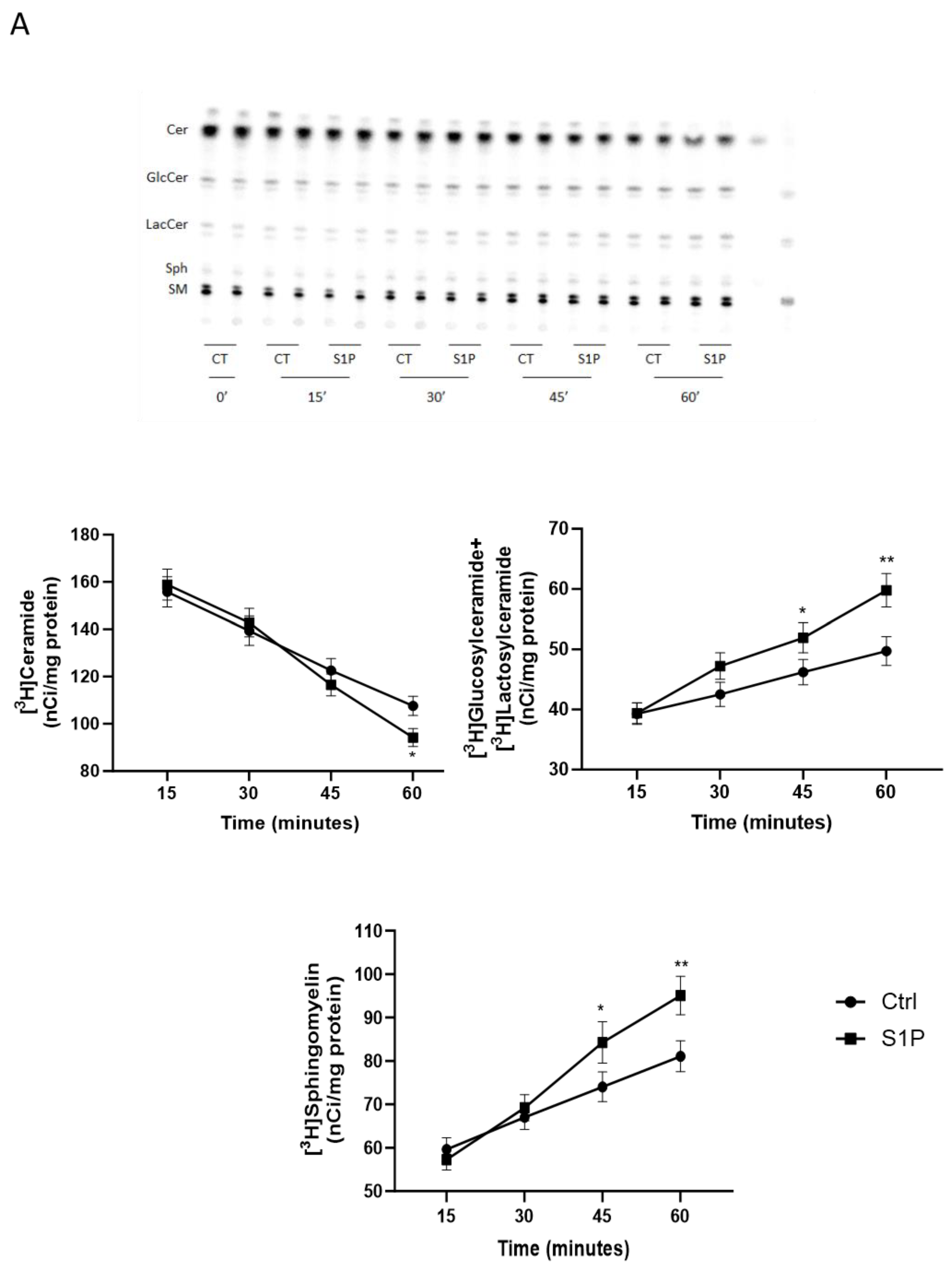 Ijms 25 08270 g002a Ijms 25 08270 g002a