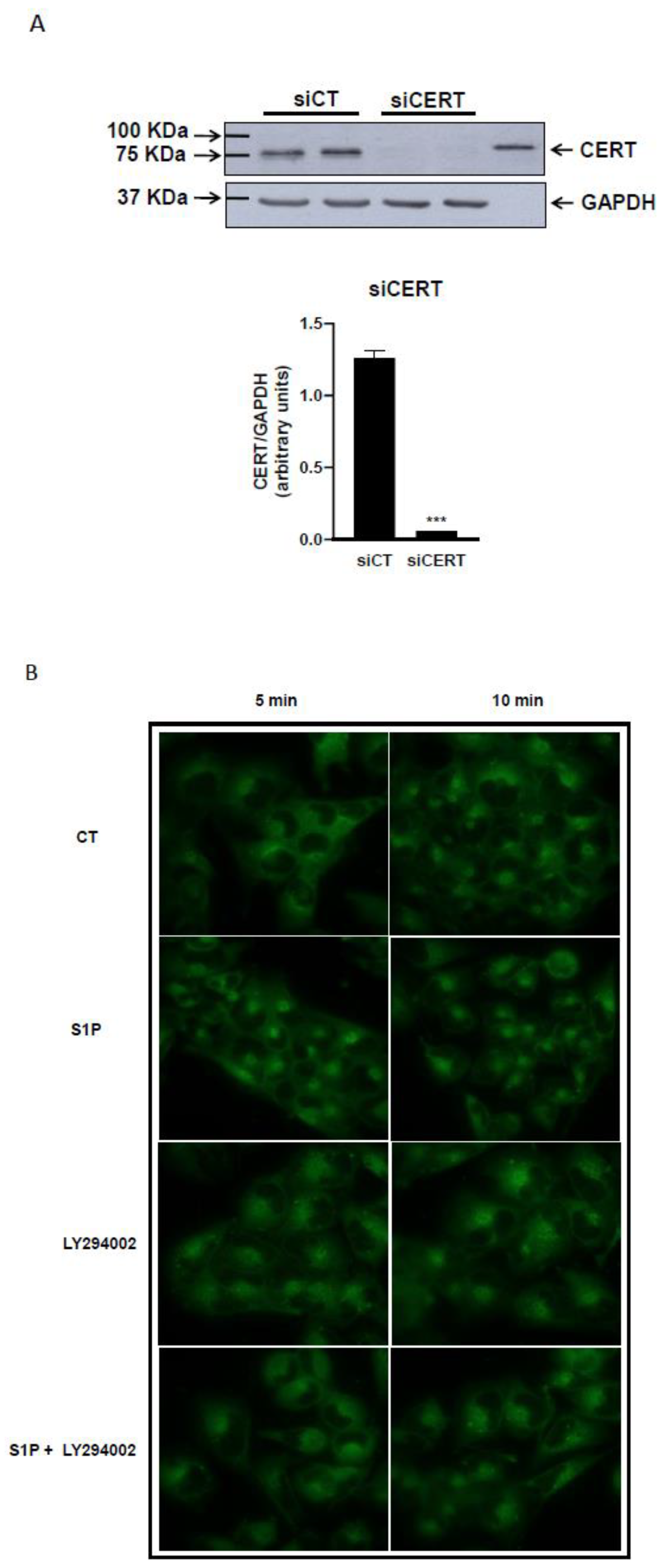 Ijms 25 08270 g003 Ijms 25 08270 g003
