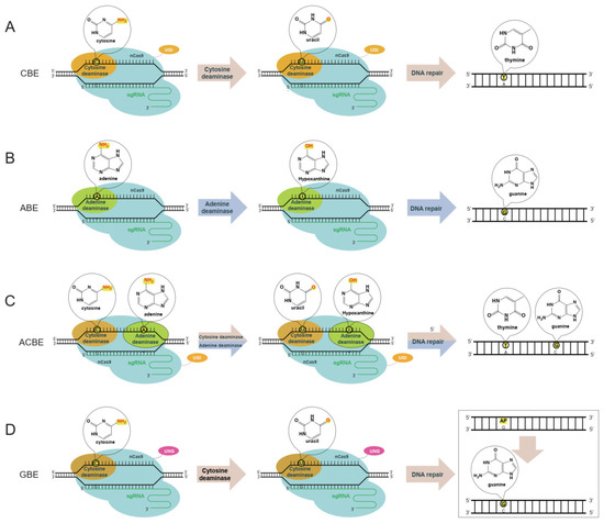 Advancements of CRISPR-Mediated Base Editing in Crops and 