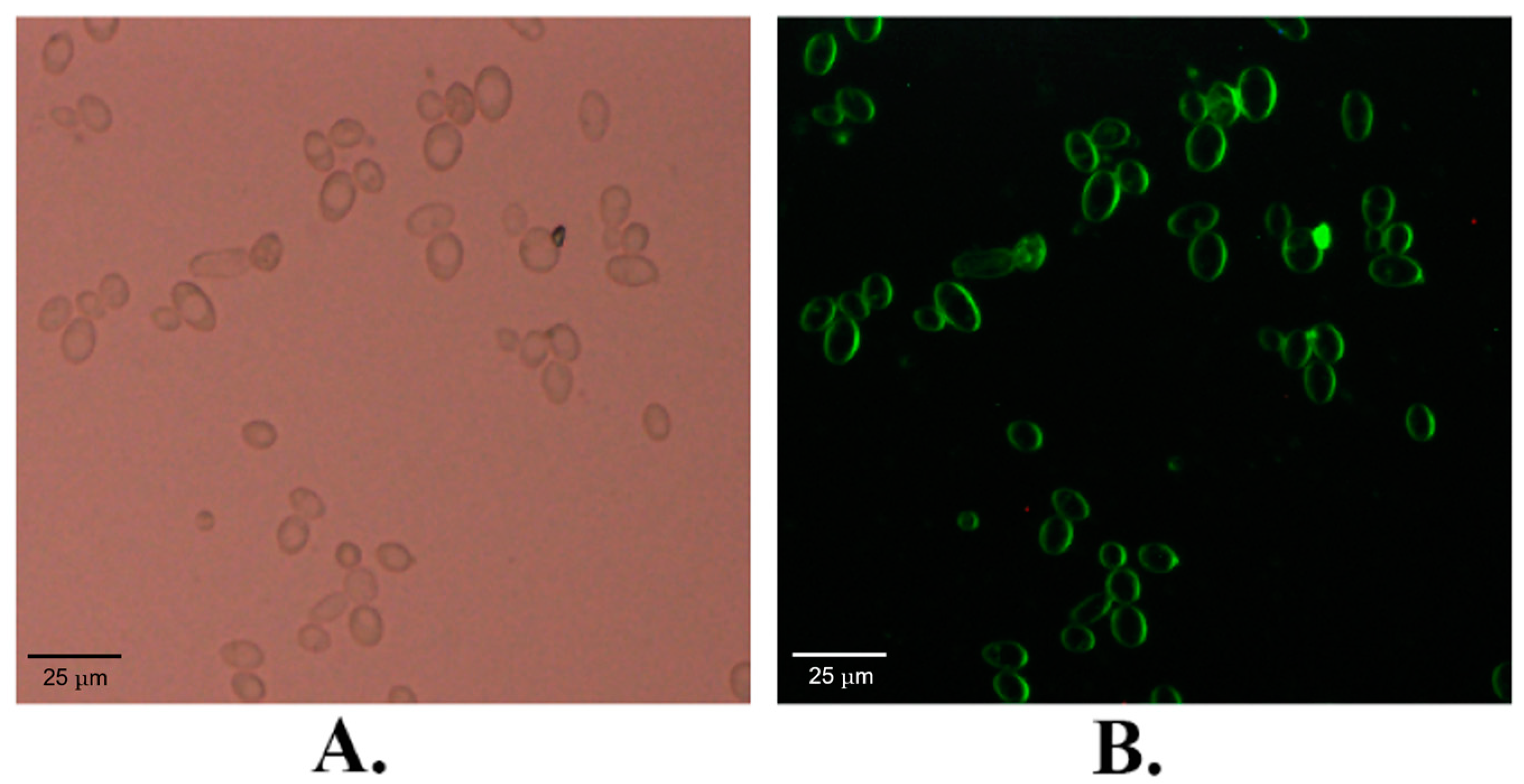 Ijms 25 08322 g001 Ijms 25 08322 g001