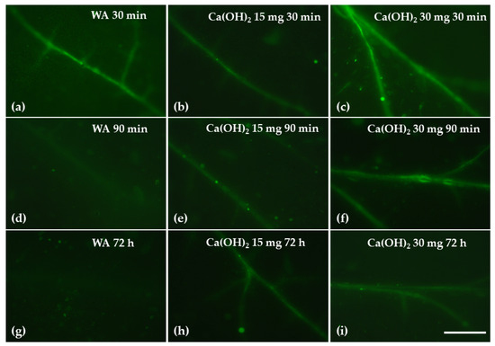 Hormetic Response of Photosystem II Function Induced by