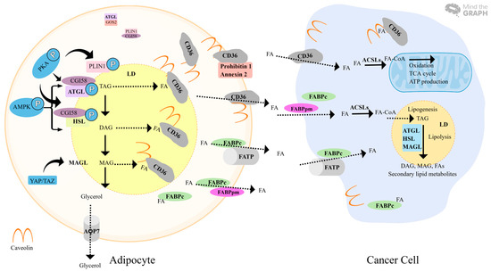 The Role of Adipocytes Recruited as Part of Tumor