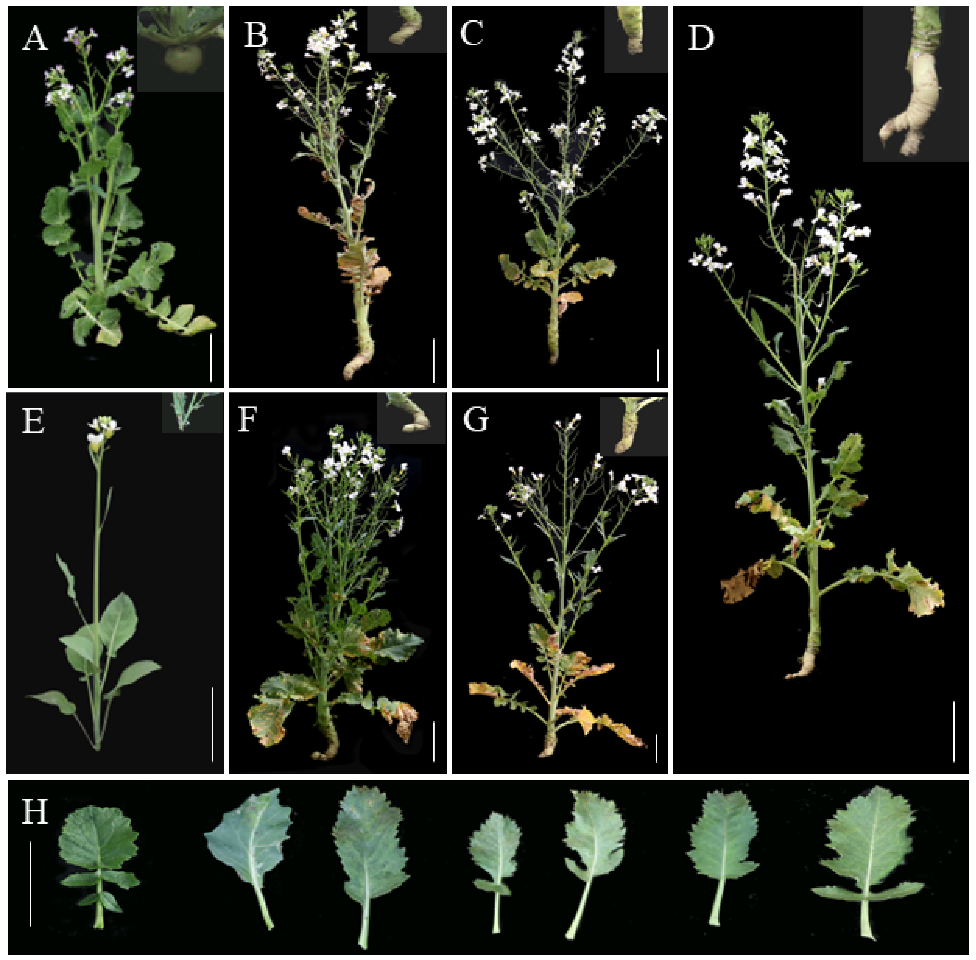 Ijms 25 08368 g003 Ijms 25 08368 g003