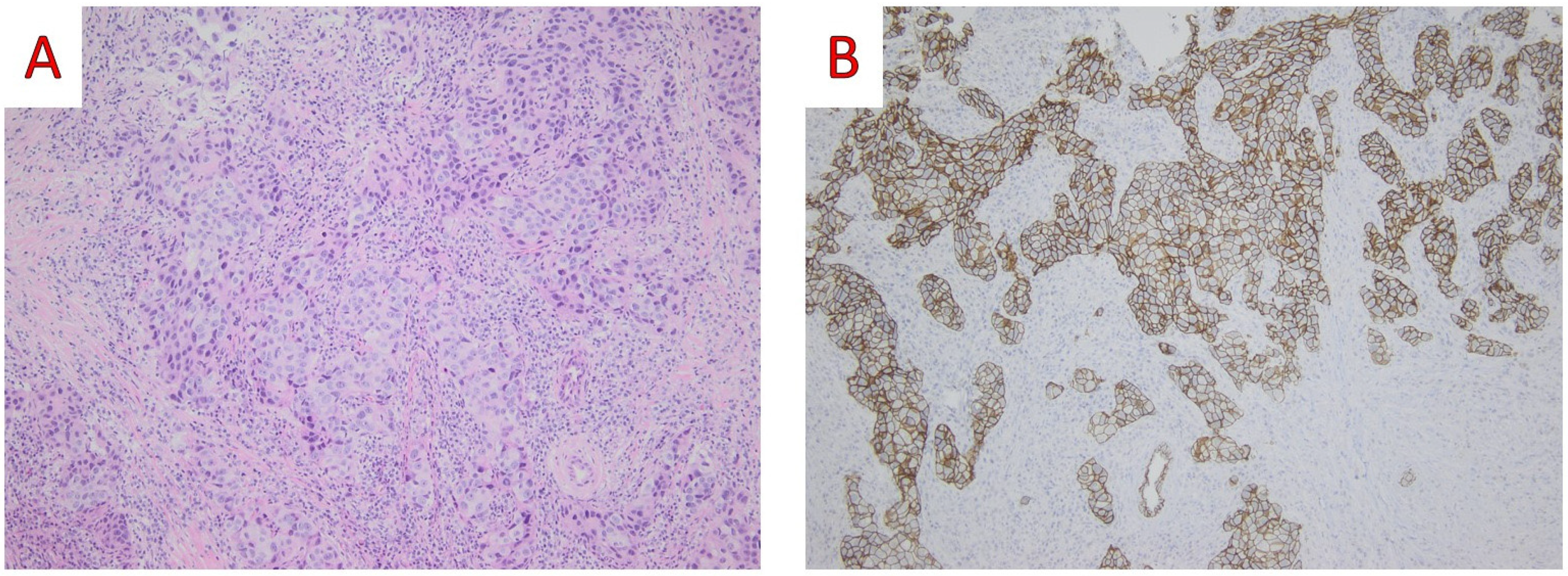 Ijms 25 08382 g005 Ijms 25 08382 g005