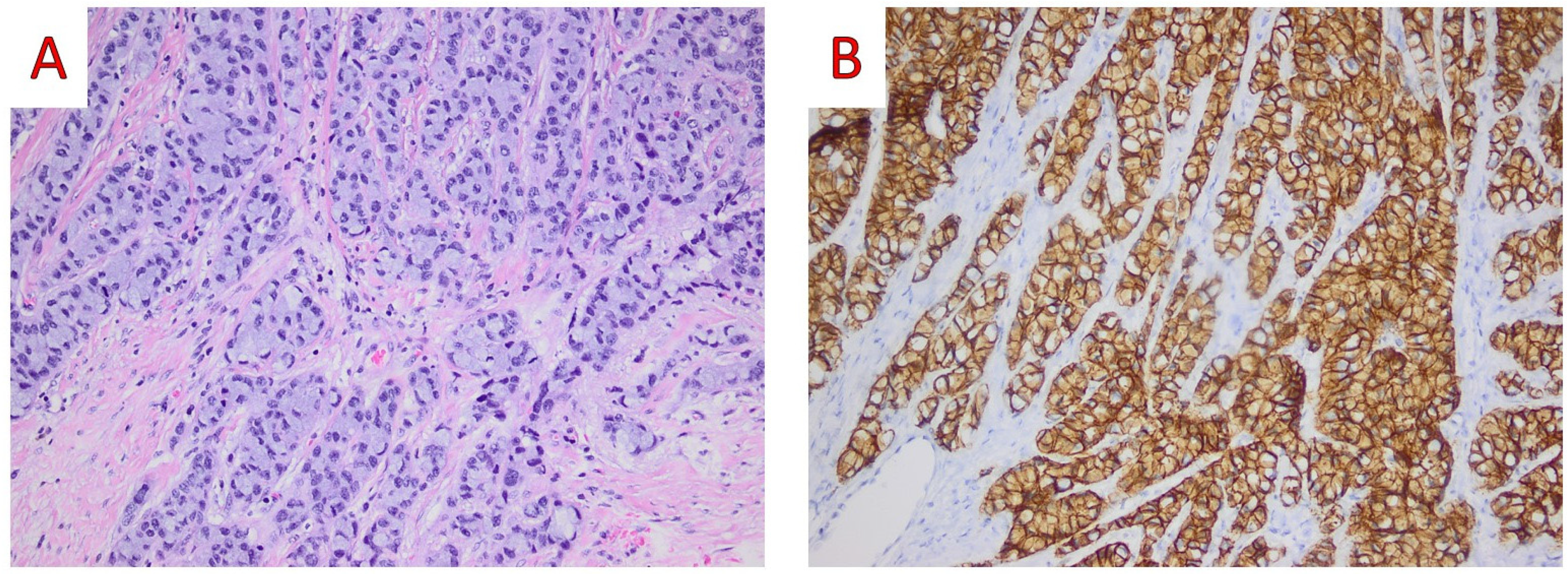 Ijms 25 08382 g007 Ijms 25 08382 g007