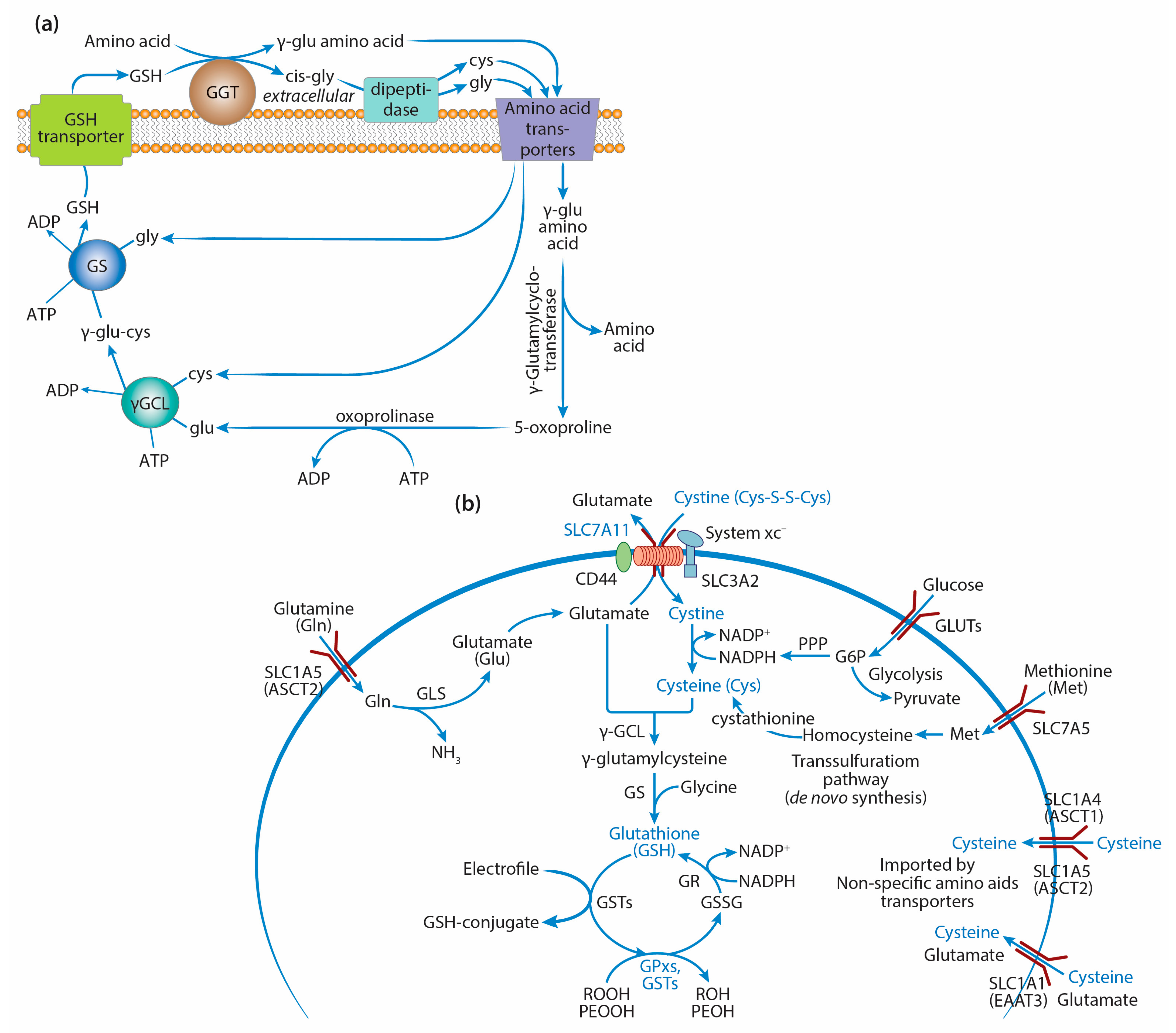 Ijms 25 08423 g001 Ijms 25 08423 g001