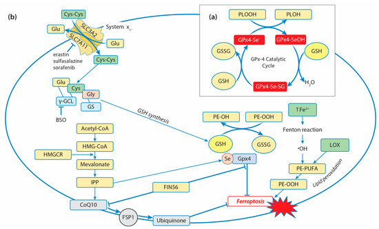 Glutathione-Dependent Pathways in Cancer Cells