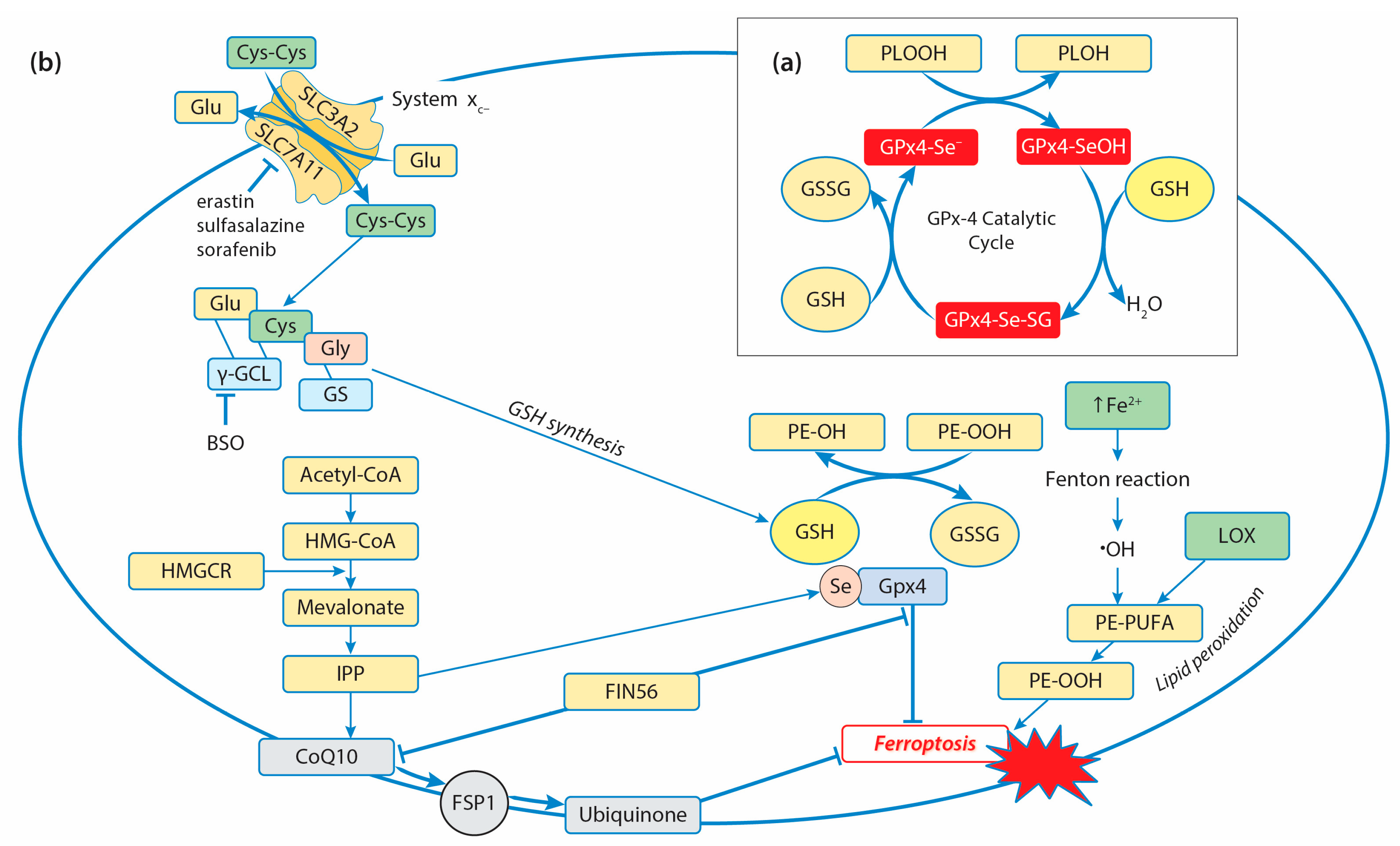 Ijms 25 08423 g002 Ijms 25 08423 g002