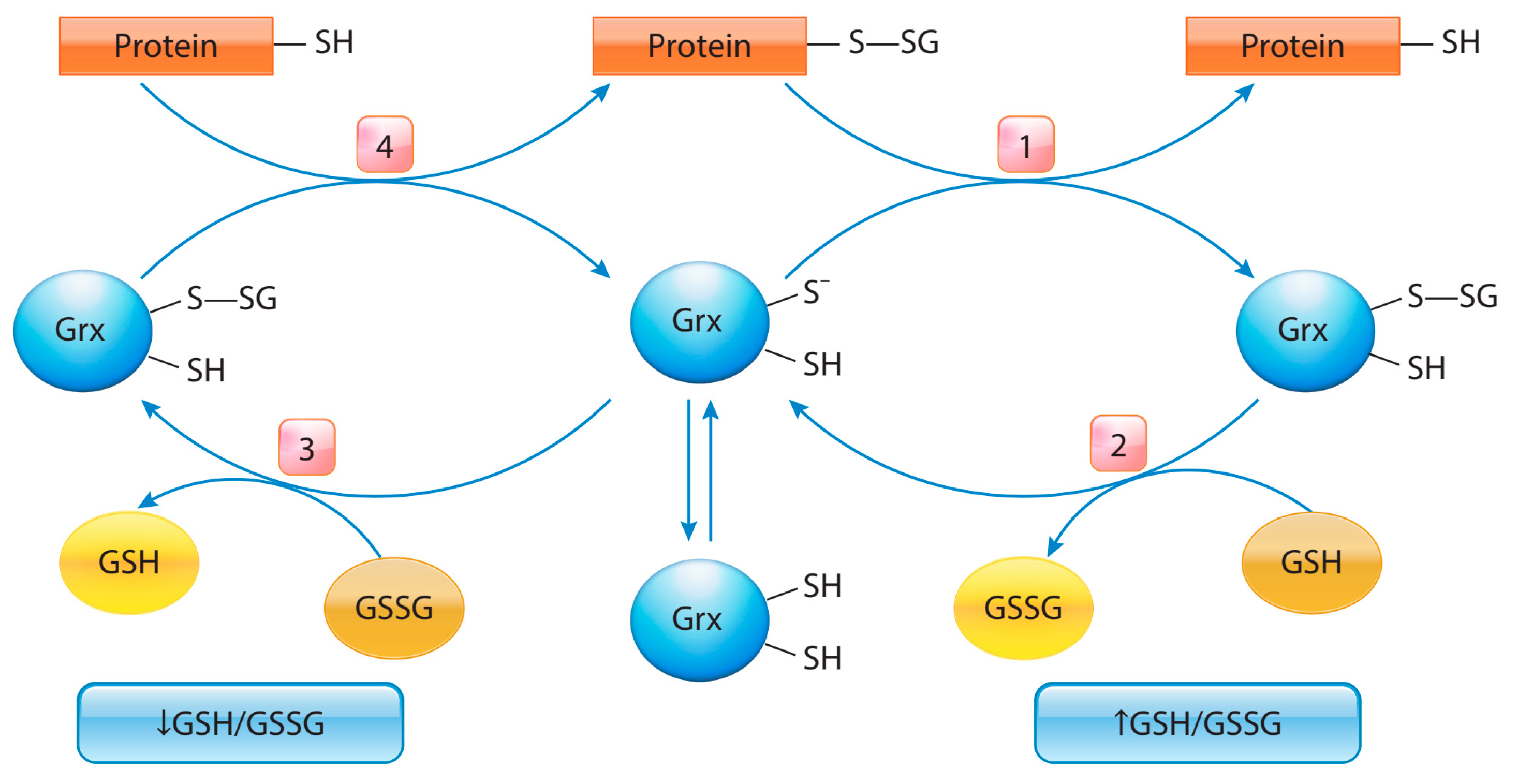 Ijms 25 08423 g003 Ijms 25 08423 g003