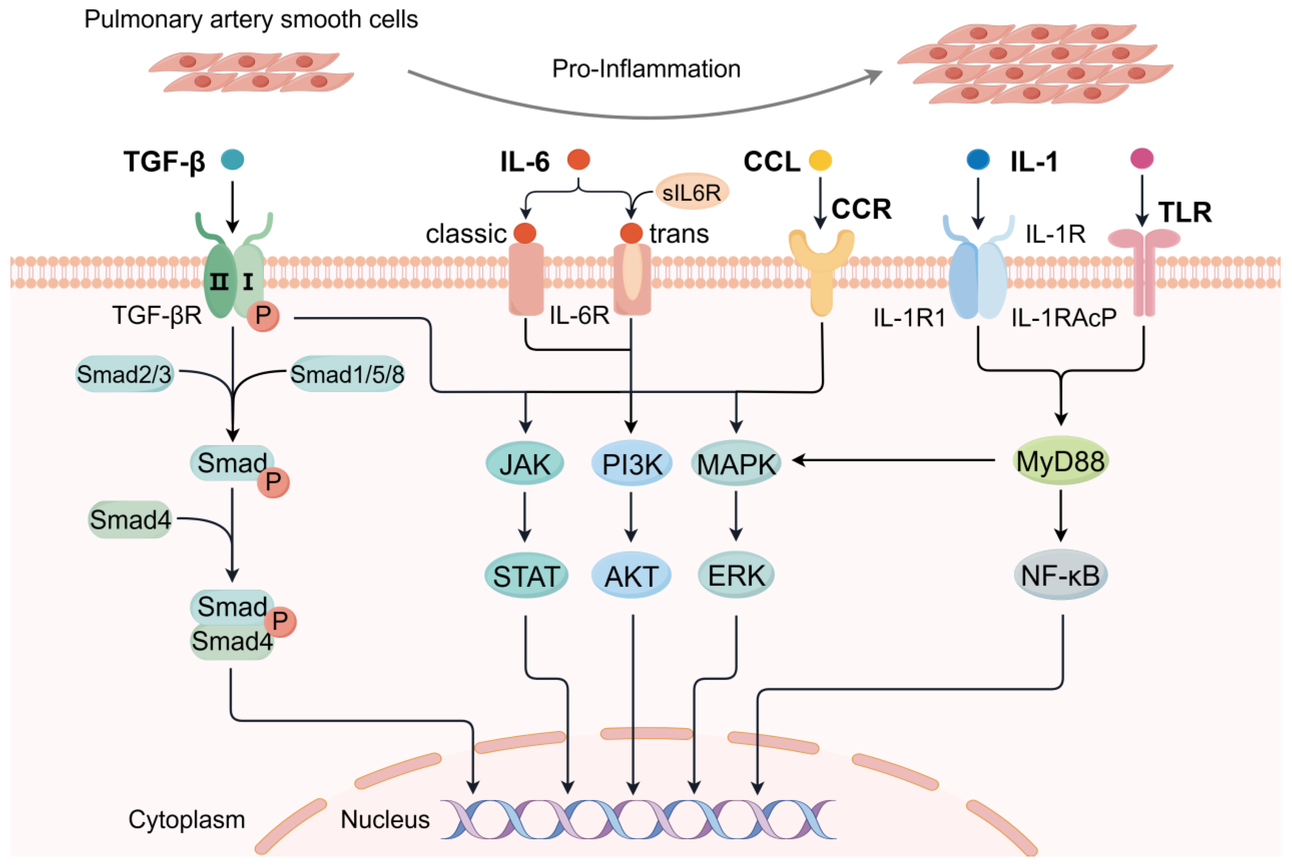 Ijms 25 08427 g002 Ijms 25 08427 g002