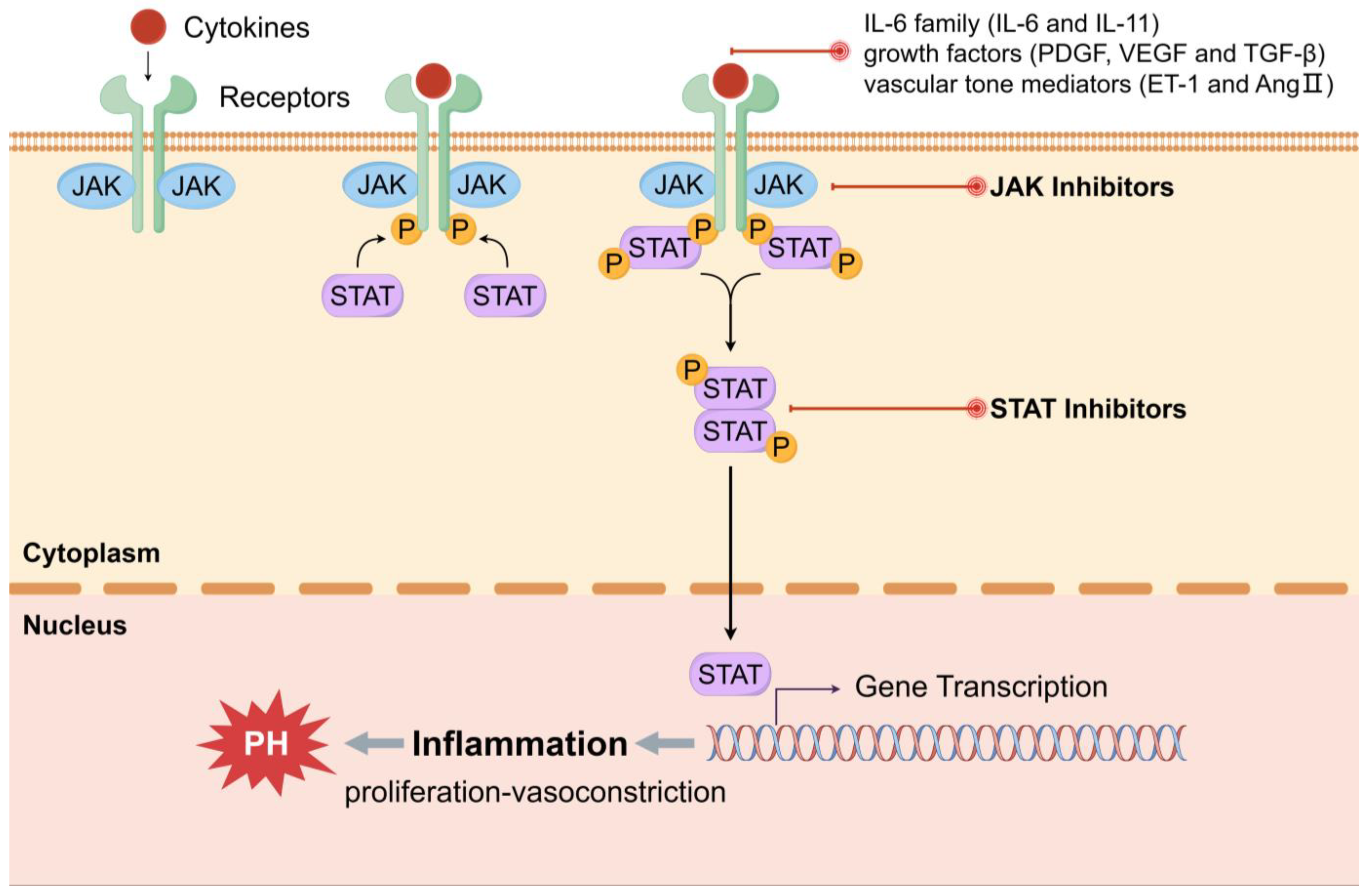 Ijms 25 08427 g003 Ijms 25 08427 g003