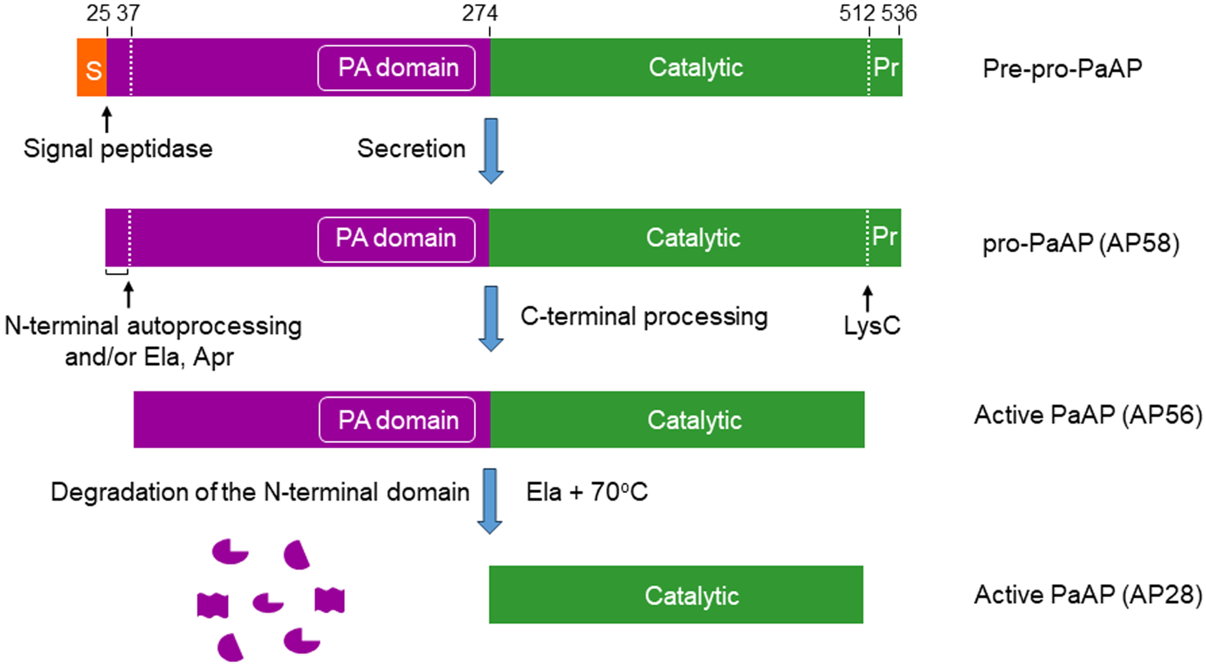 Ijms 25 08444 g001 Ijms 25 08444 g001