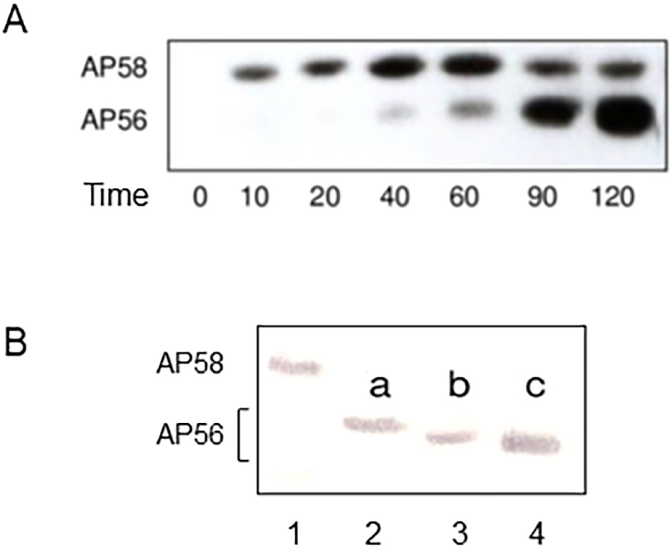 Ijms 25 08444 g003 Ijms 25 08444 g003