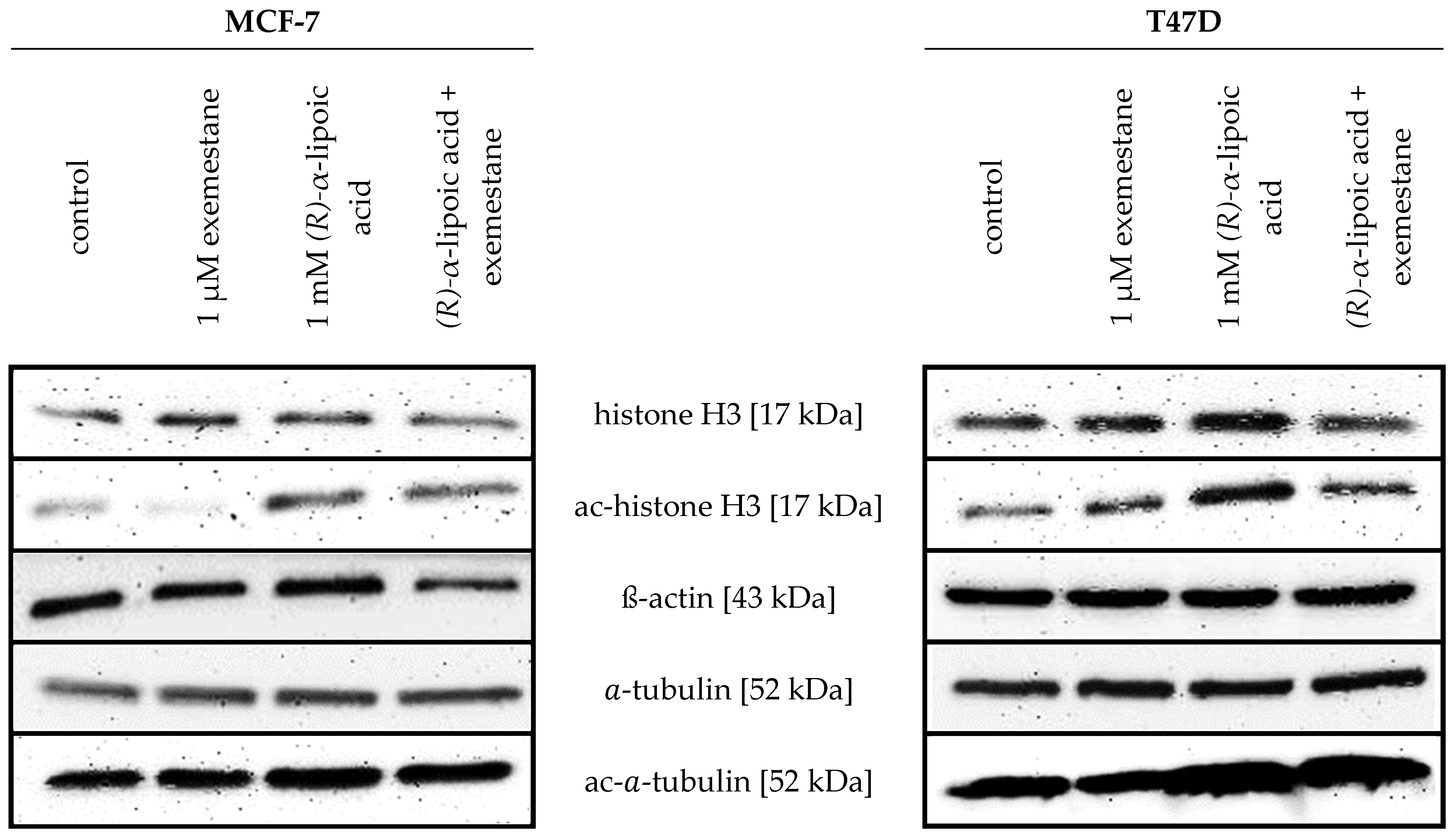 Ijms 25 08455 g001 Ijms 25 08455 g001