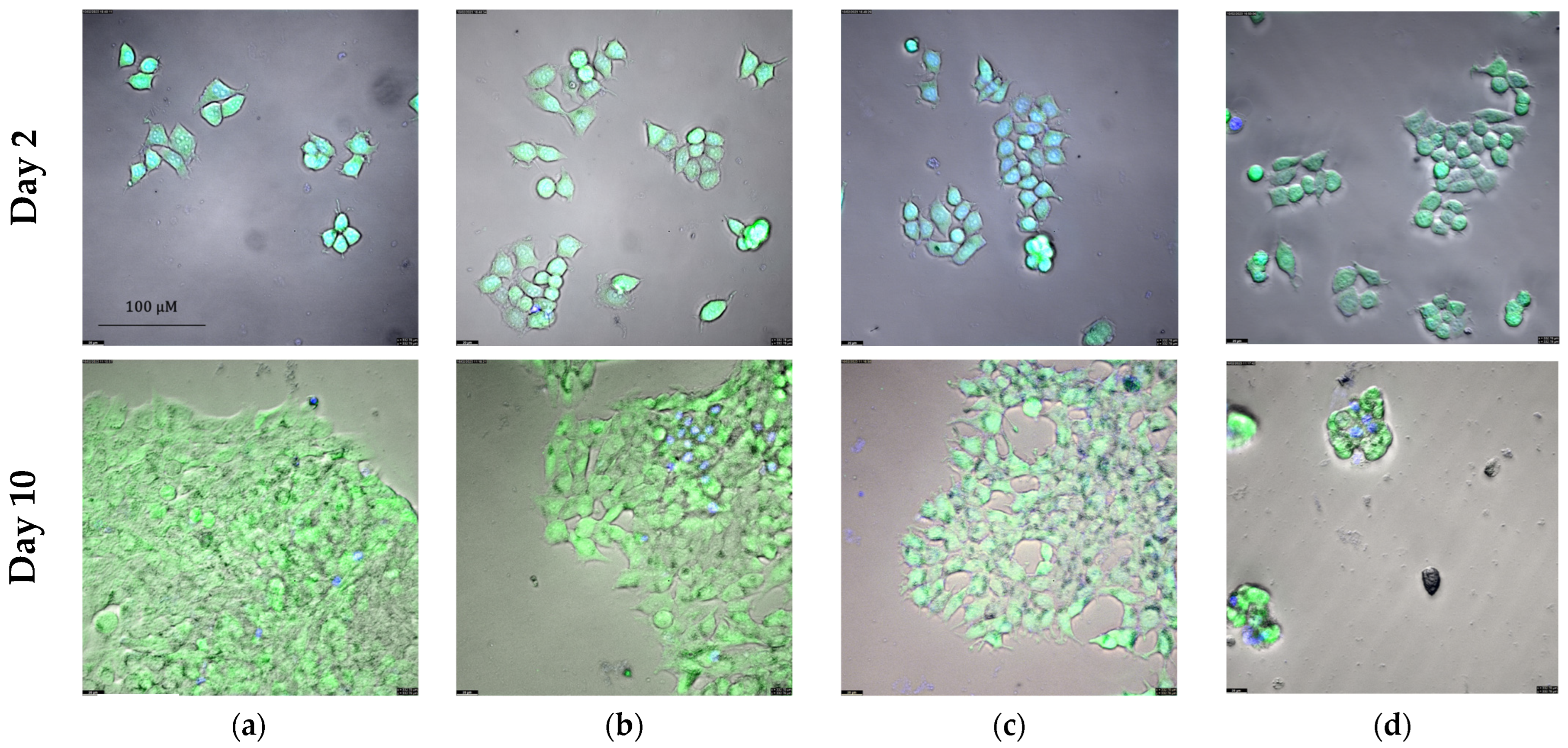 Ijms 25 08455 g008 Ijms 25 08455 g008
