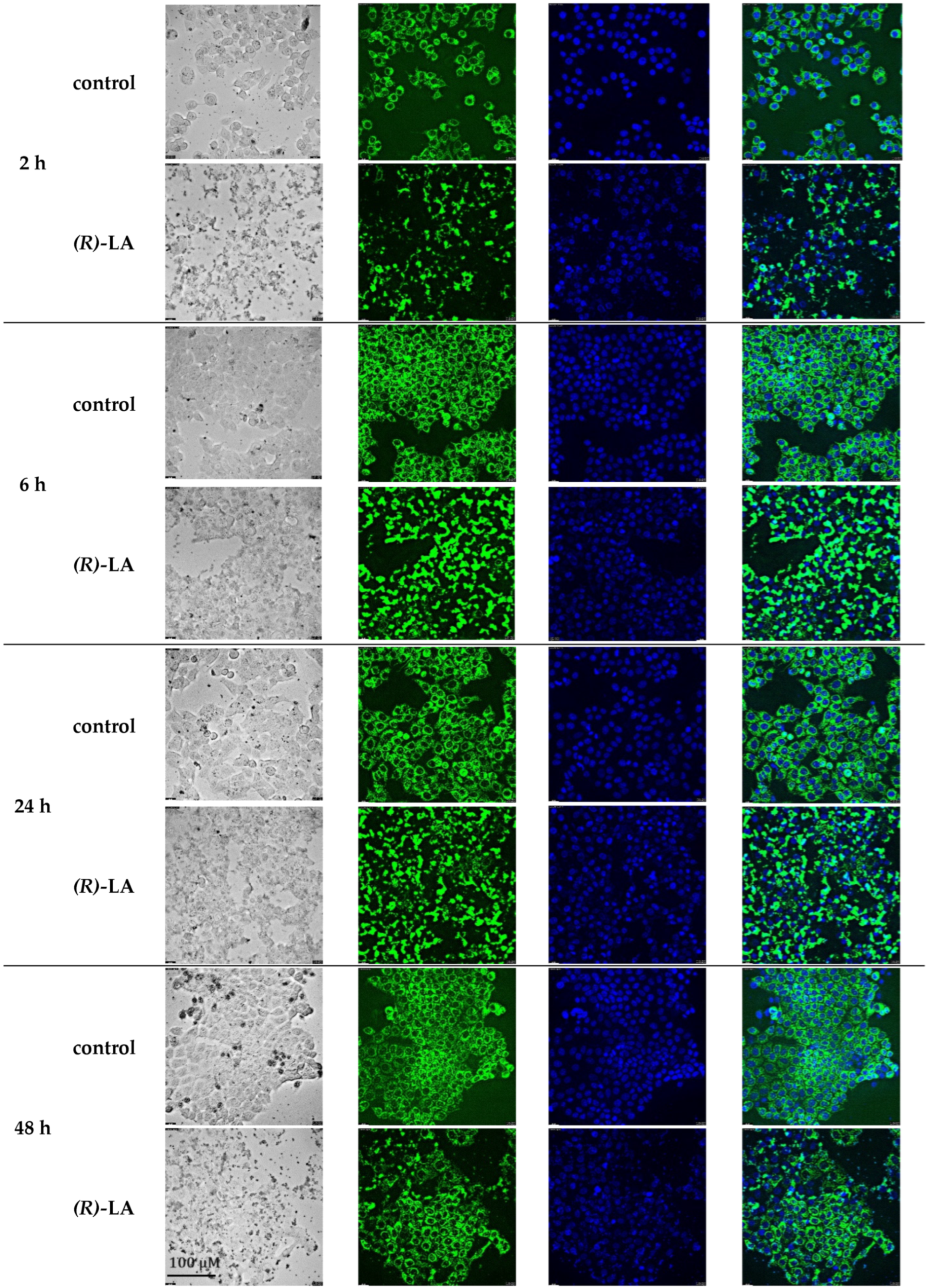 Ijms 25 08455 g014 Ijms 25 08455 g014