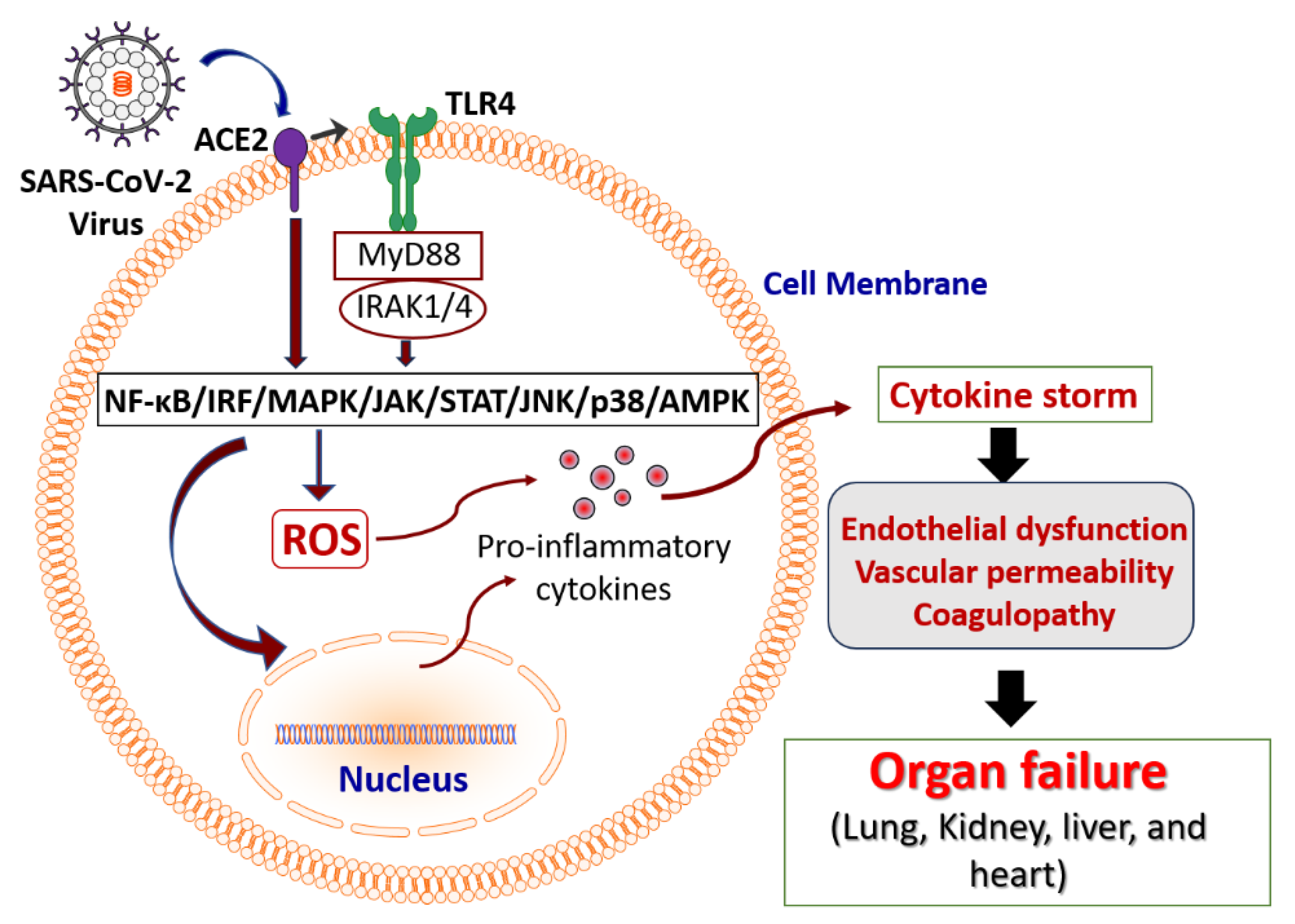 Ijms 25 08481 g001 Ijms 25 08481 g001