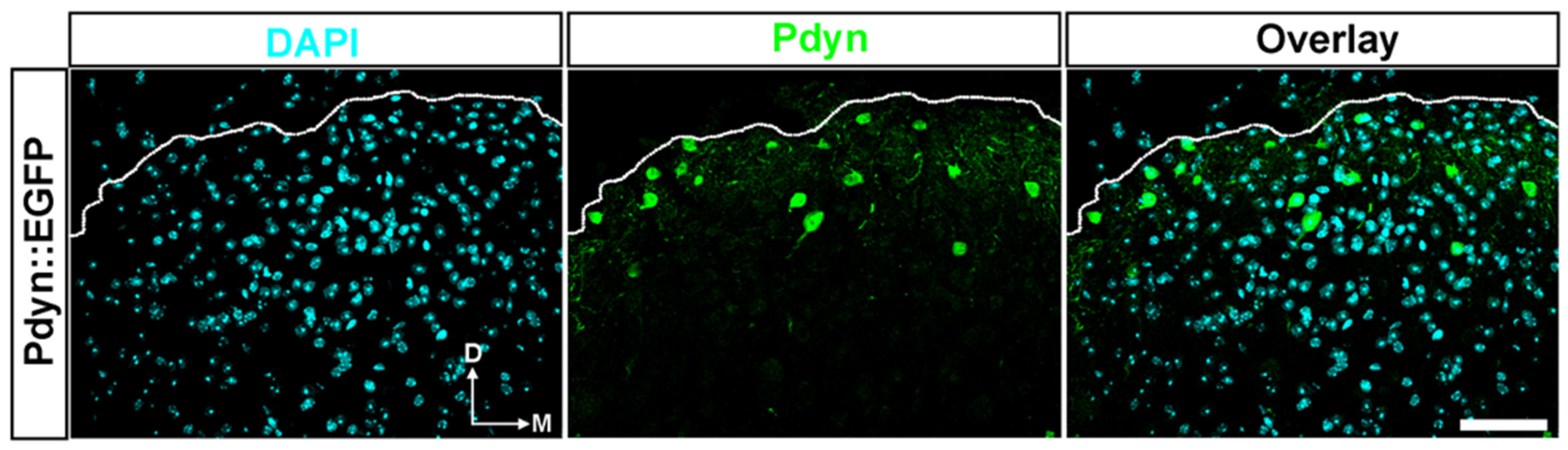 Ijms 25 08510 g004 Ijms 25 08510 g004