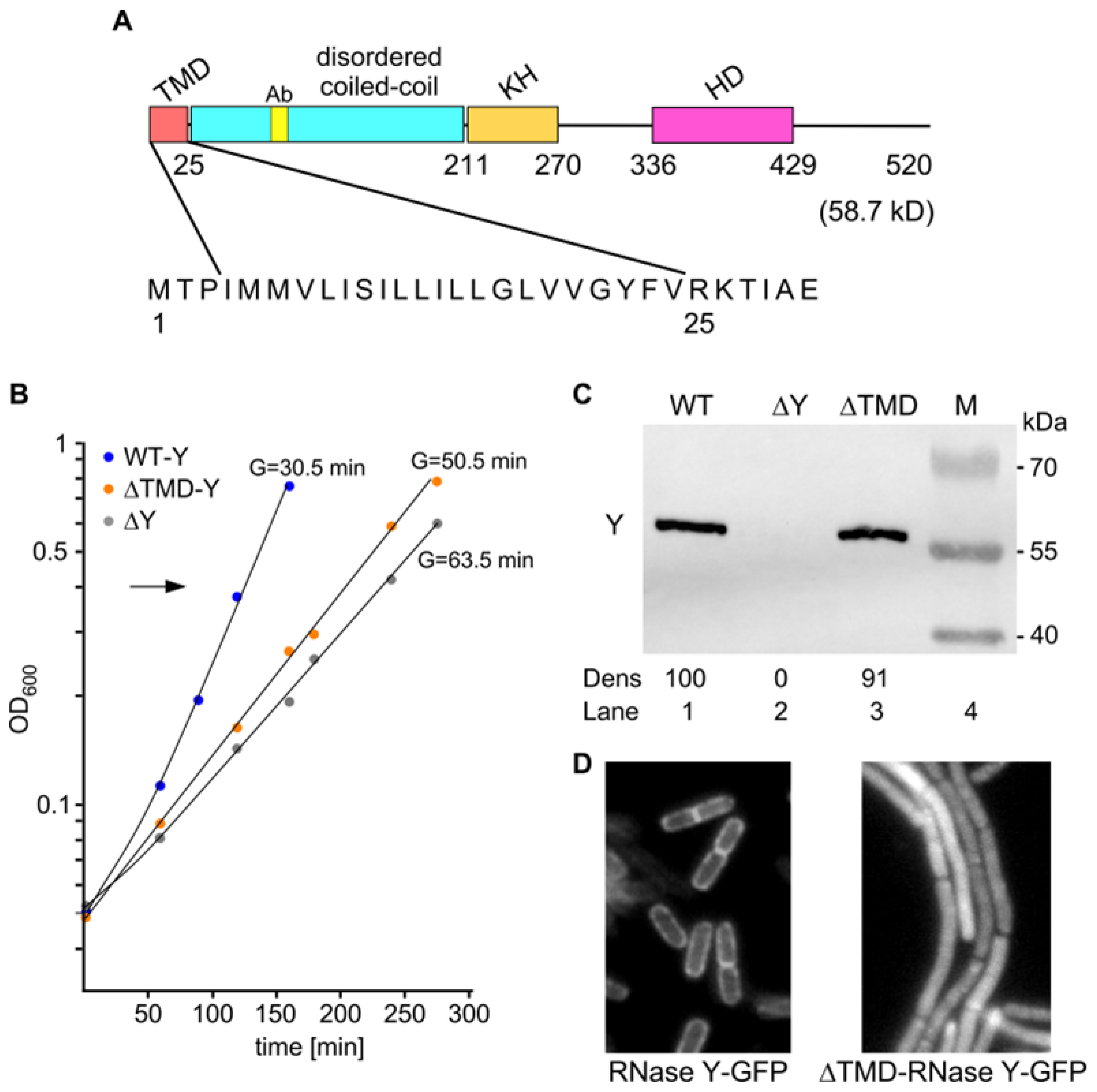 Ijms 25 08537 g001 Ijms 25 08537 g001
