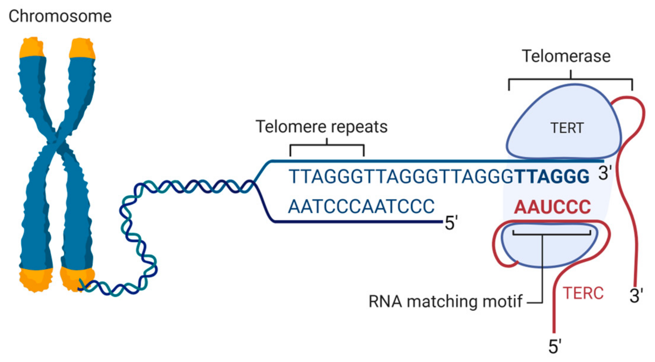 Aging, Cancer, and Inflammation: The Telomerase Connection