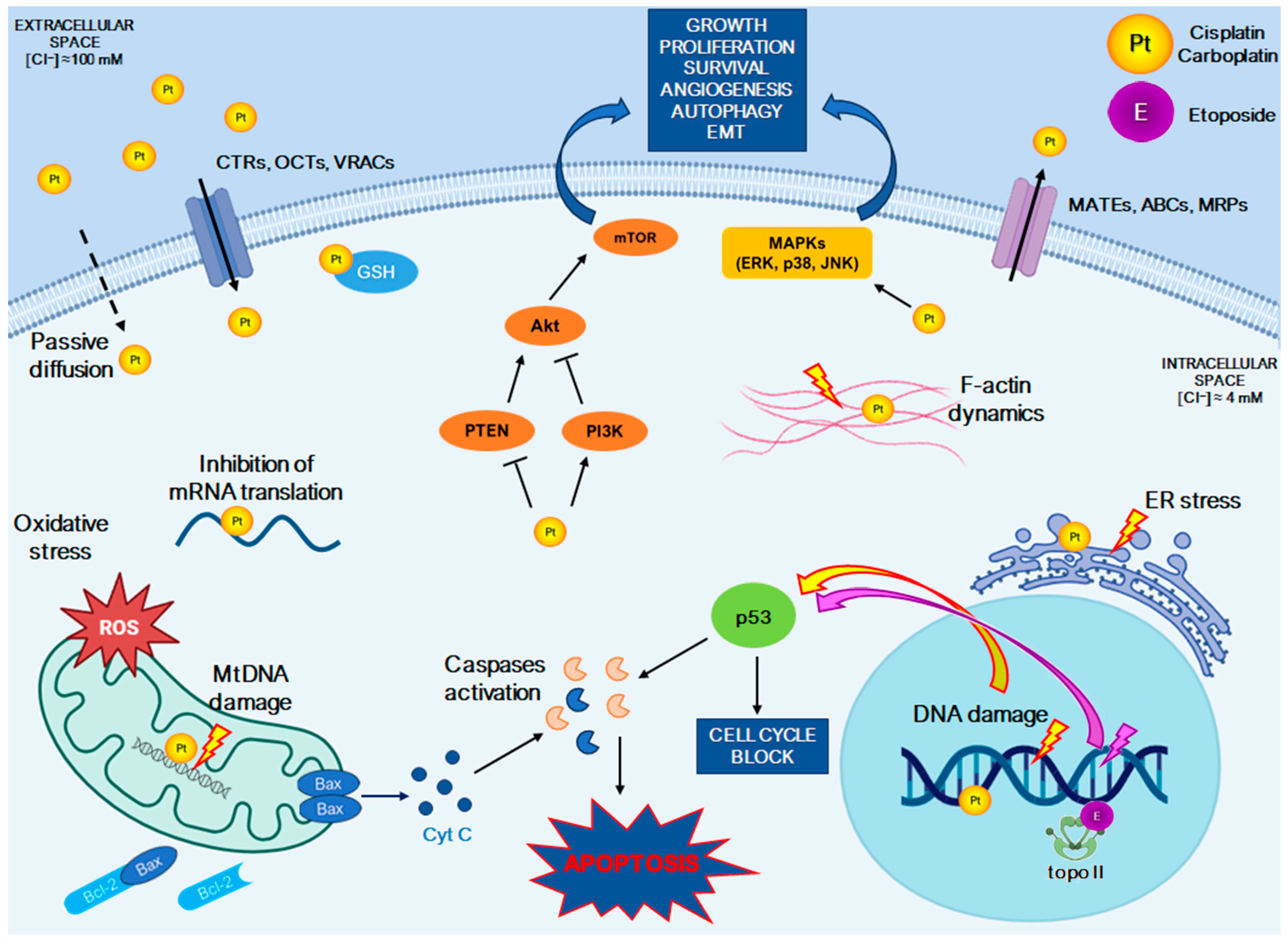 Ijms 25 08568 g003 Ijms 25 08568 g003