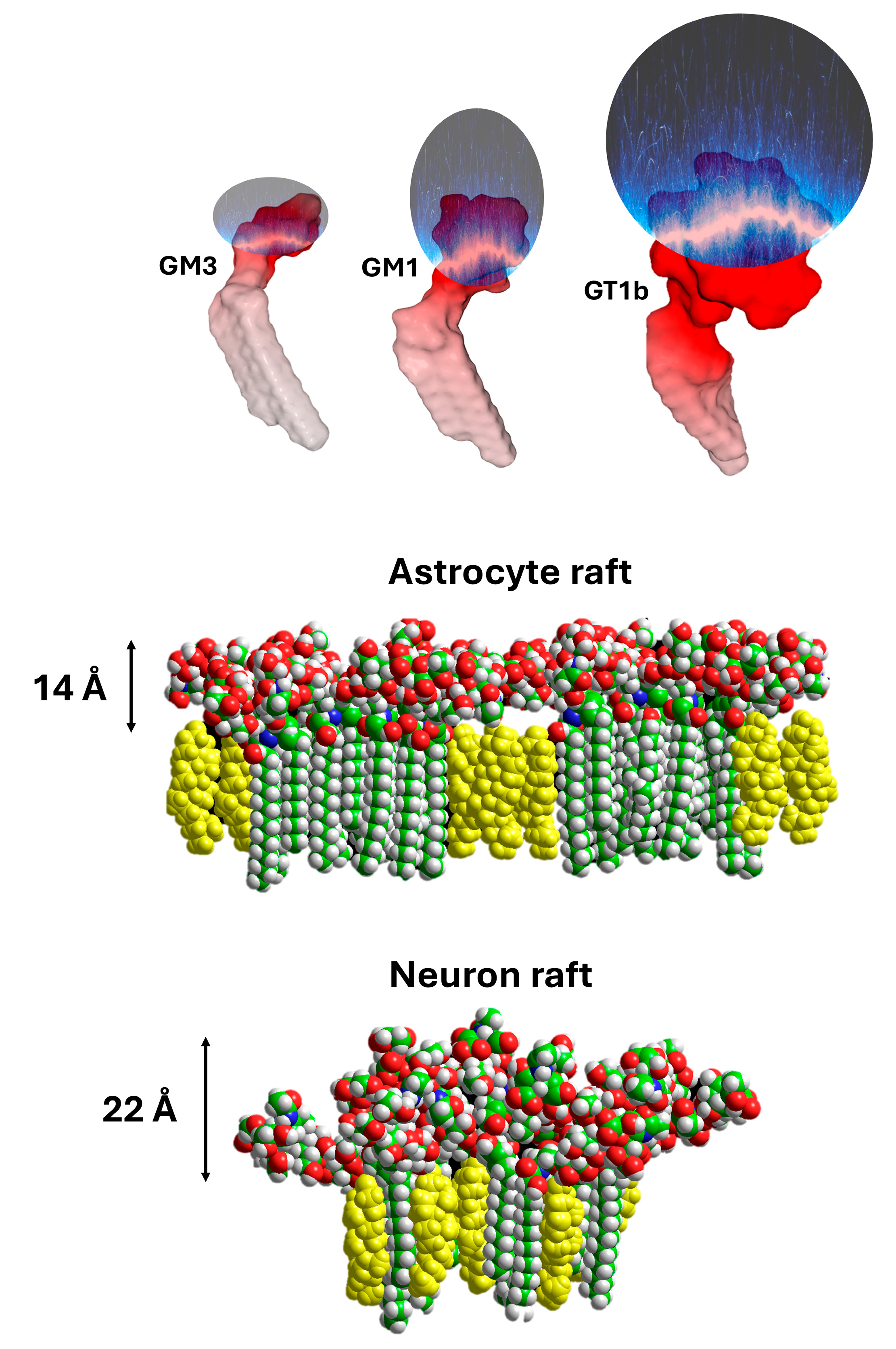 Ijms 25 08583 g005 Ijms 25 08583 g005