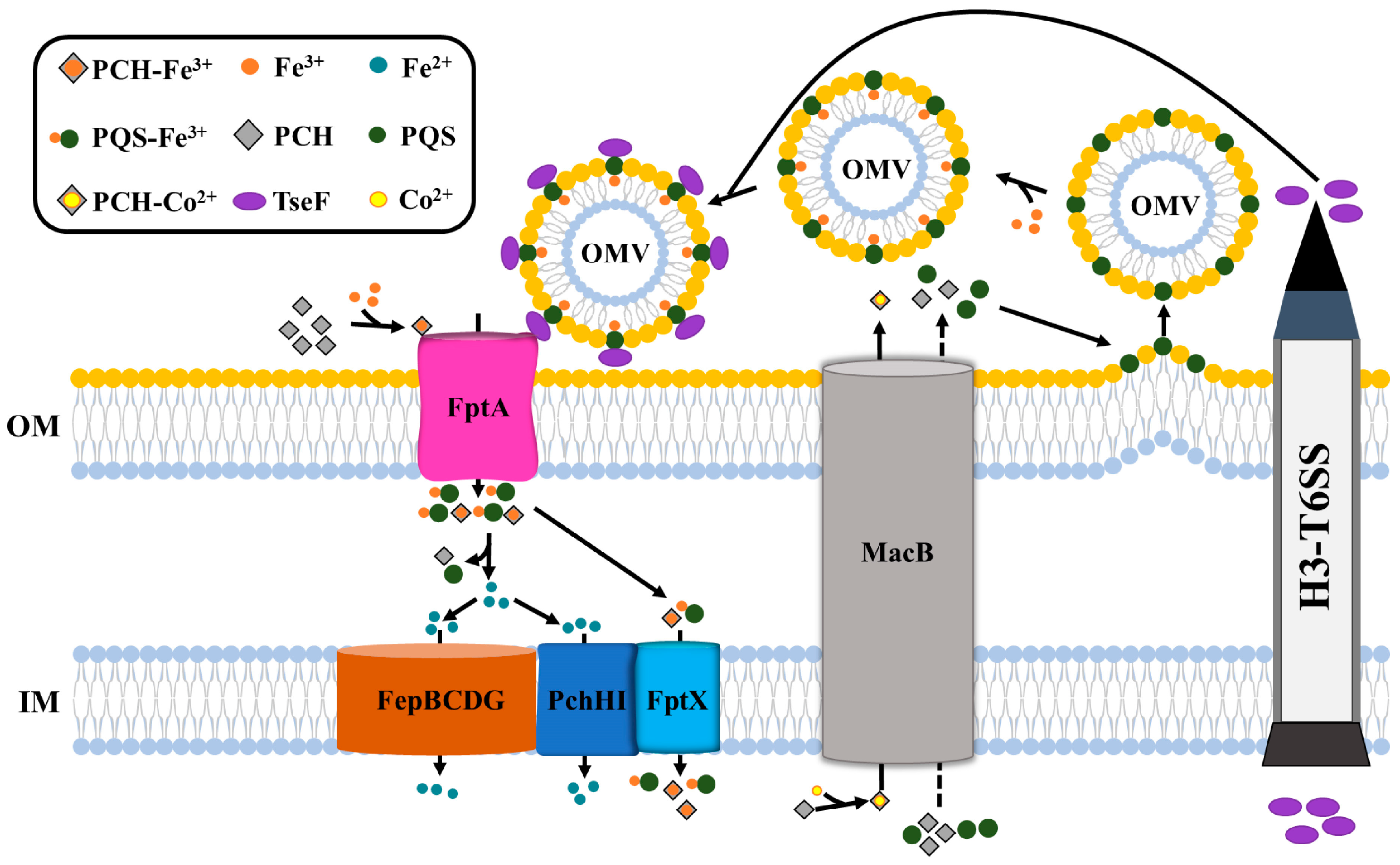 Ijms 25 08611 g002 Ijms 25 08611 g002